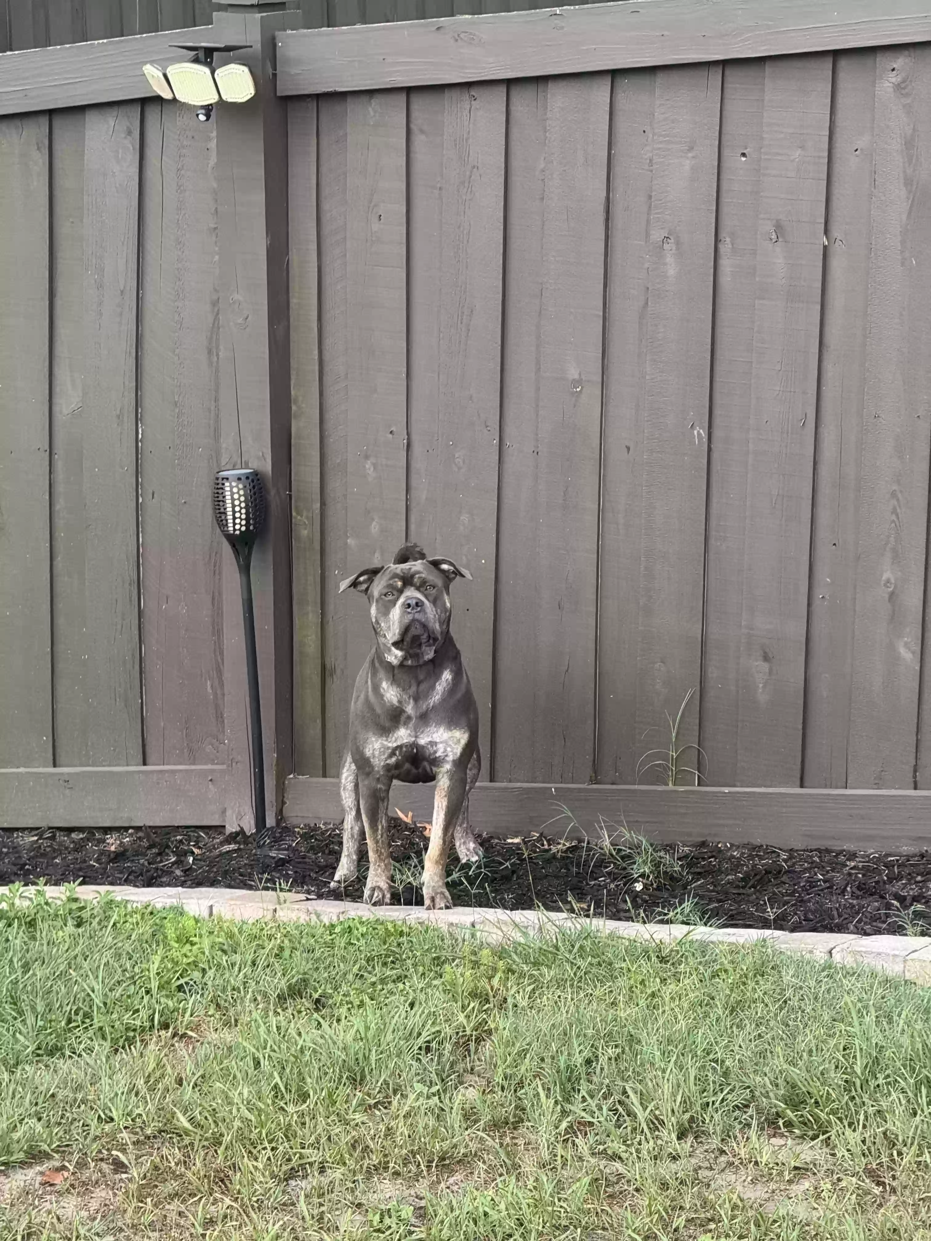 adoptable Dog in Deltona,FL named Draco