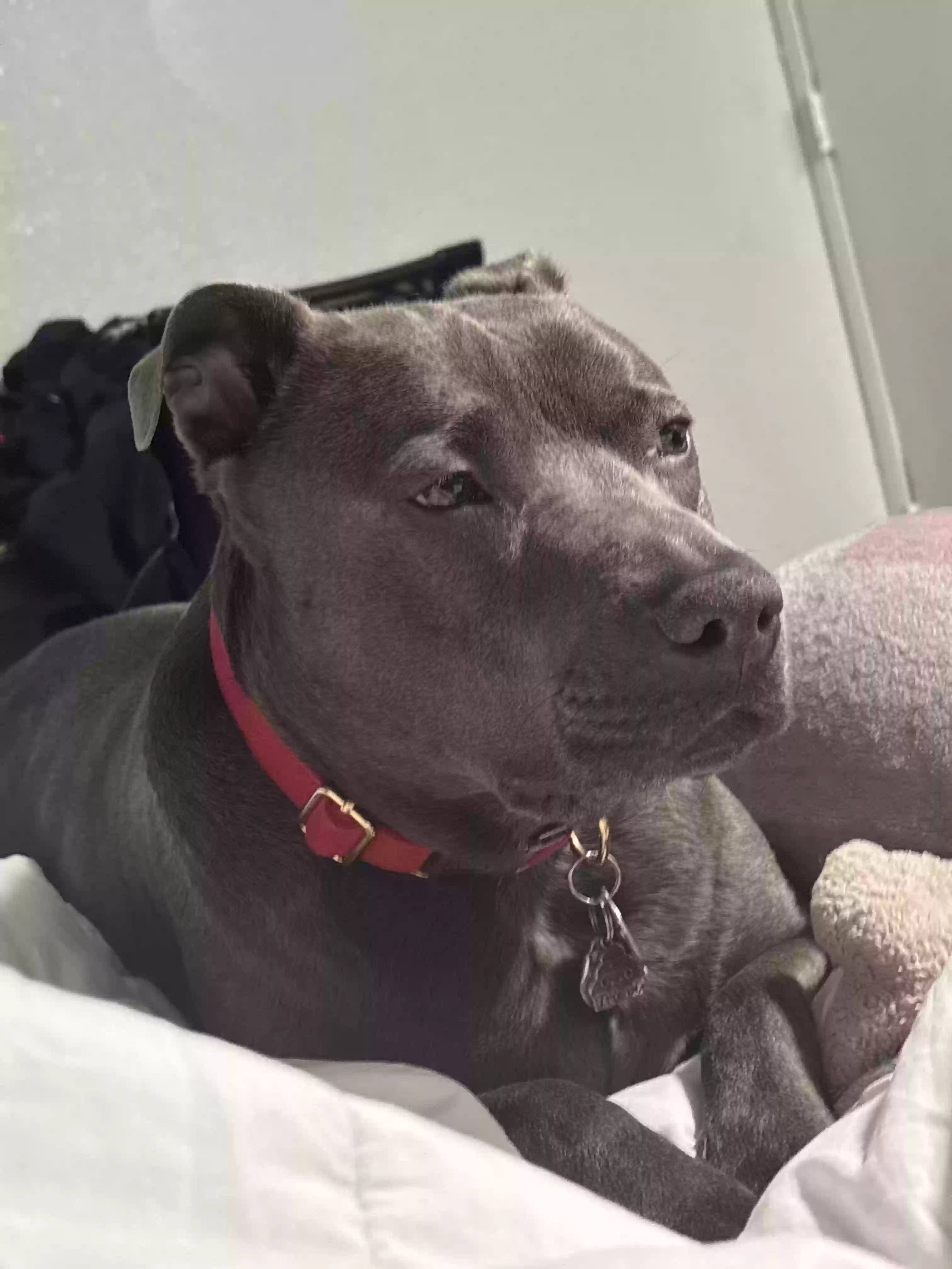 adoptable Dog in Saint Clair Shores,MI named Boey (Balboa)
