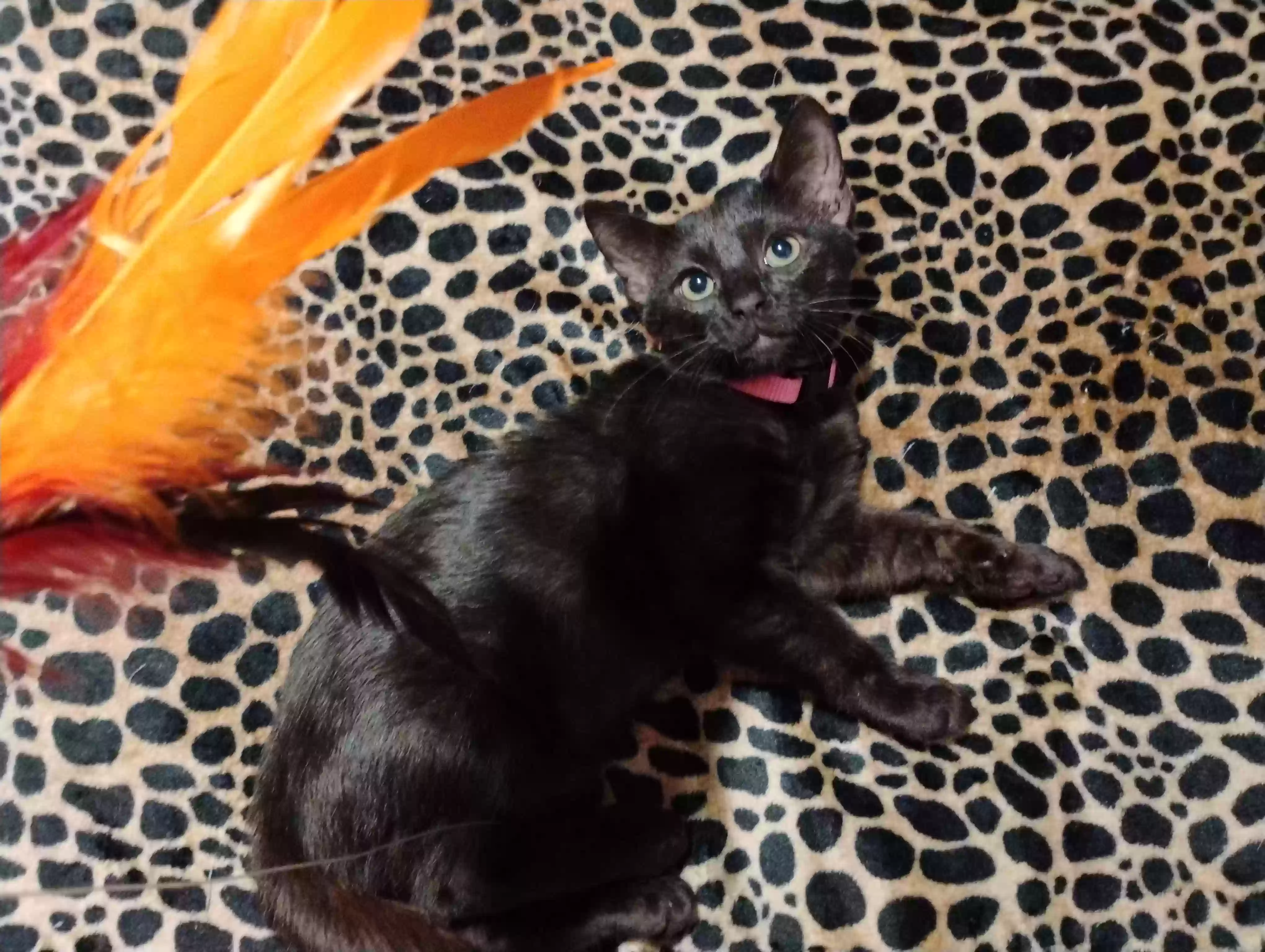adoptable Cat in Pasadena,TX named Jody