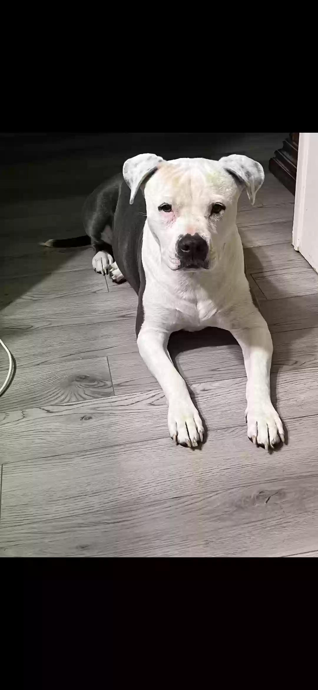 adoptable Dog in Fuquay Varina,NC named Bella