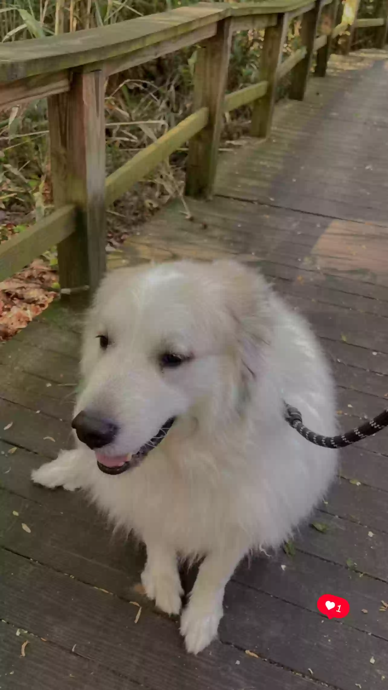 adoptable Dog in Smyrna,GA named Appa