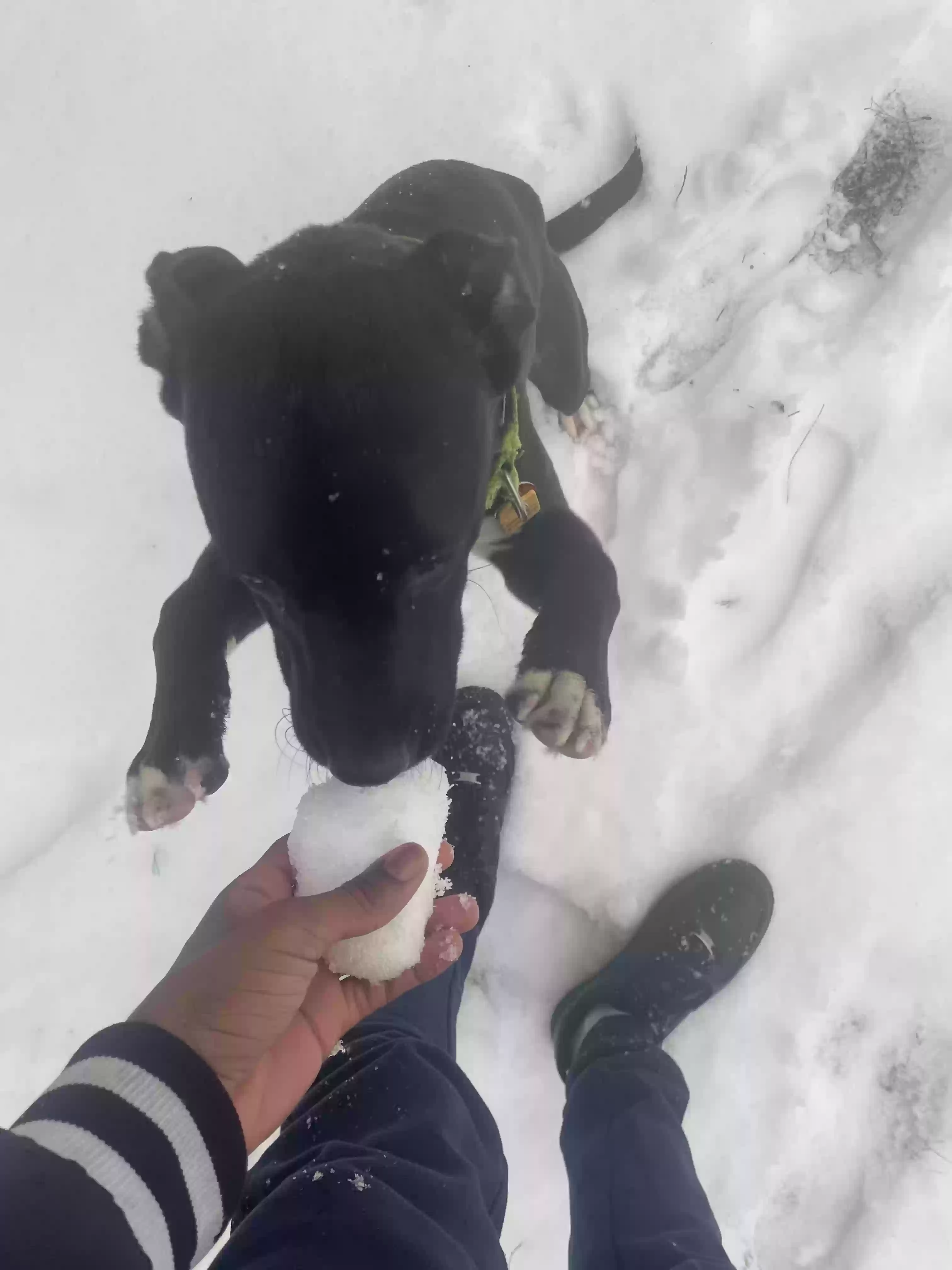 adoptable Dog in Atlanta,GA named Star