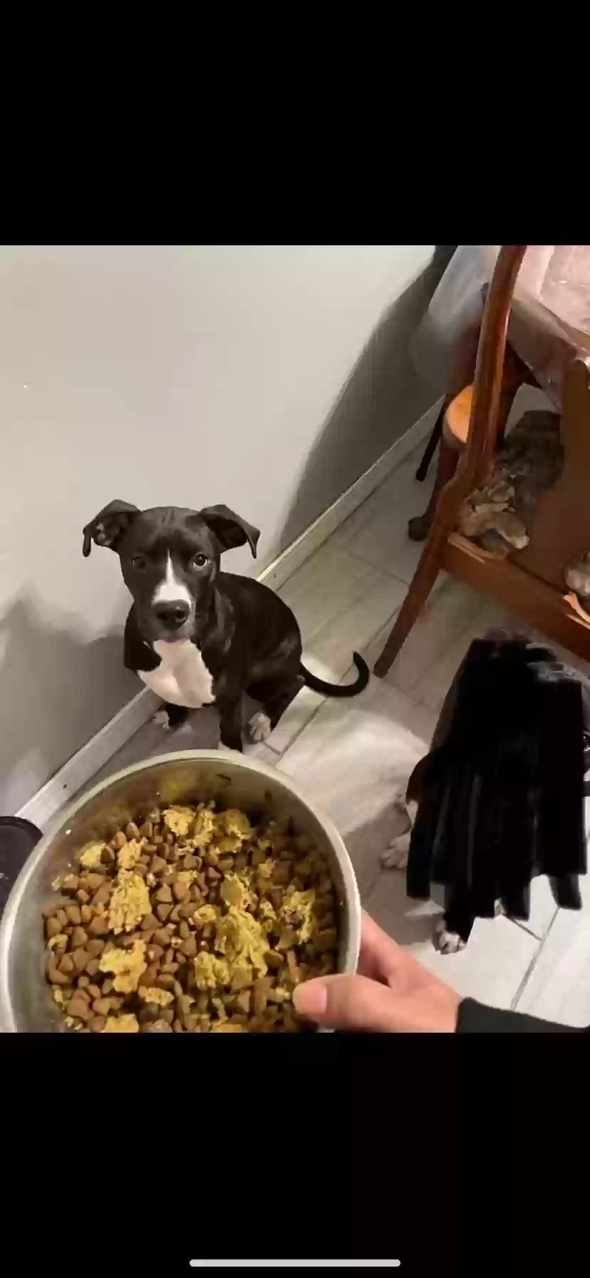 adoptable Dog in Cincinnati,OH named Homie
