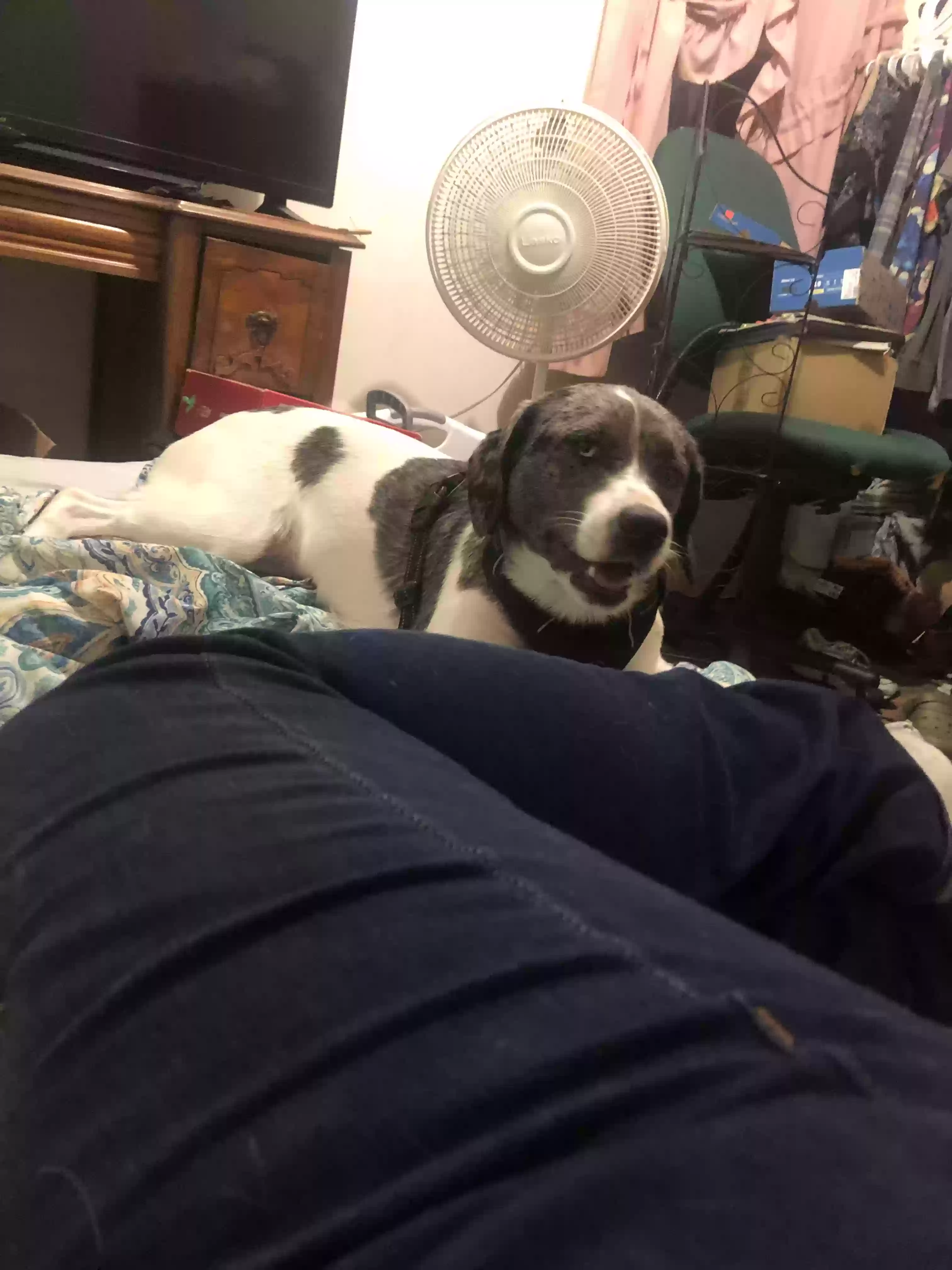 adoptable Dog in Mc Kee,KY named Daisy