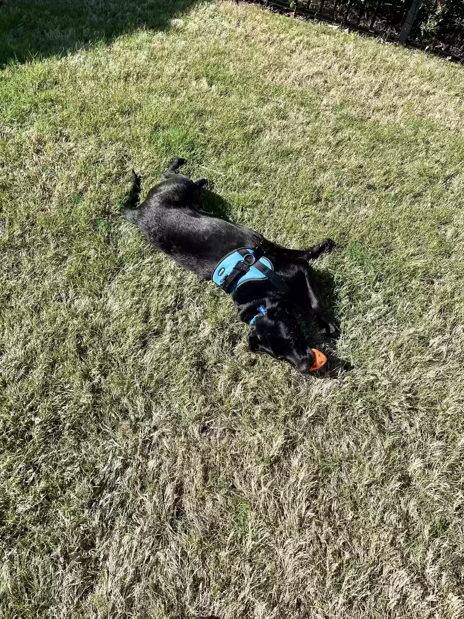 adoptable Dog in Durham,NC named Mylo