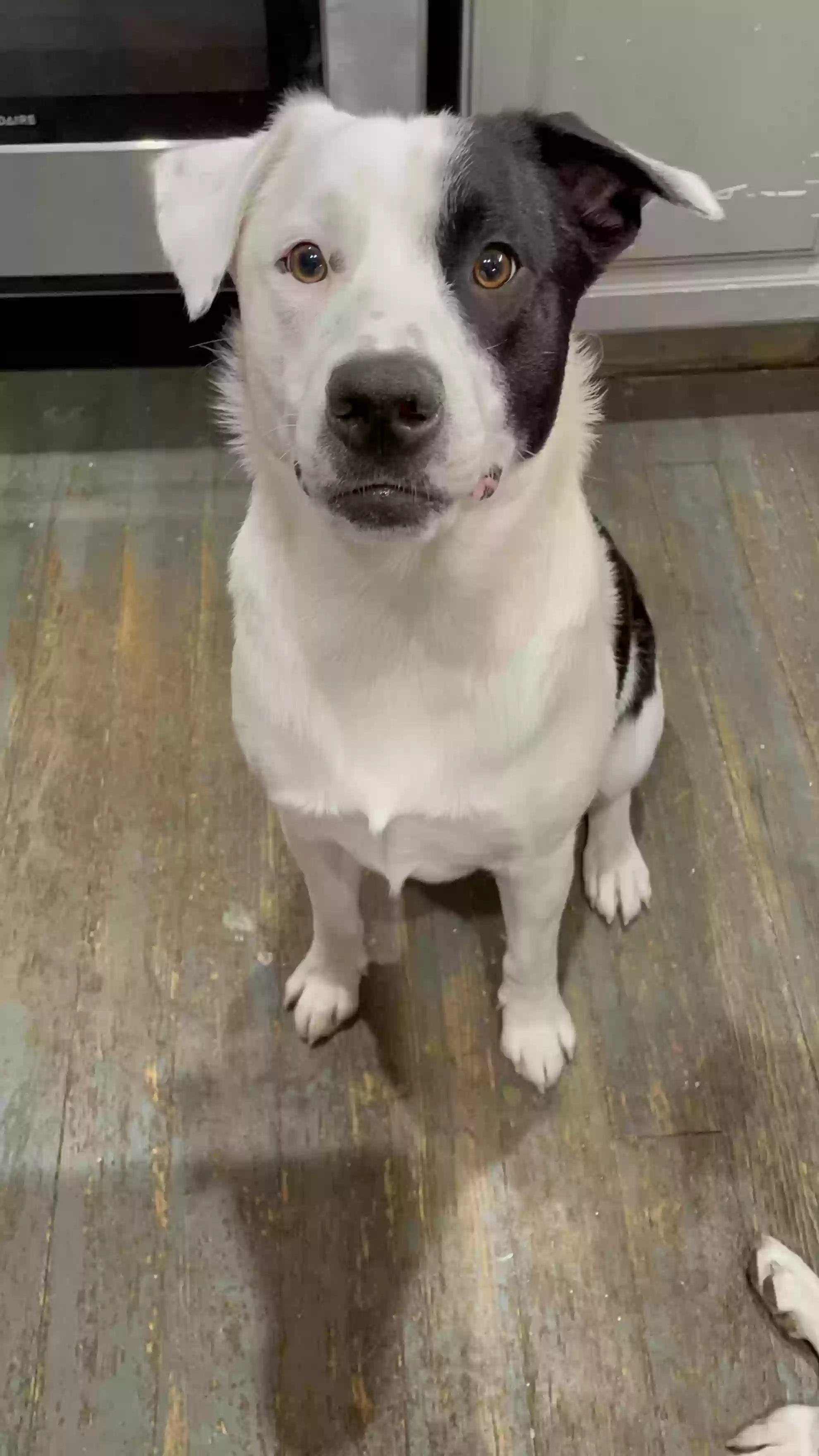 adoptable Dog in Canon City,CO named Marshall