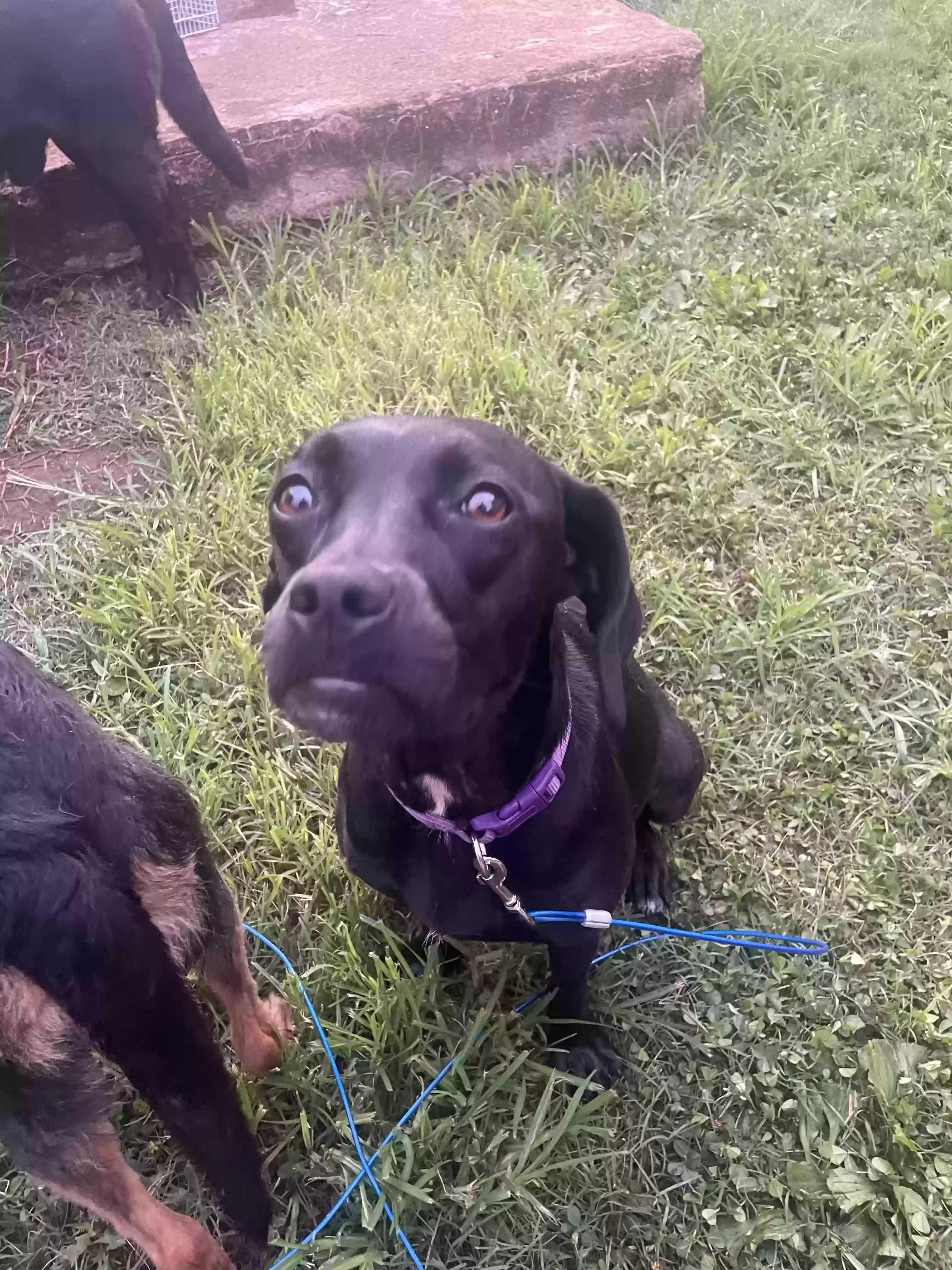 adoptable Dog in Anniston,AL named Sweet Pea