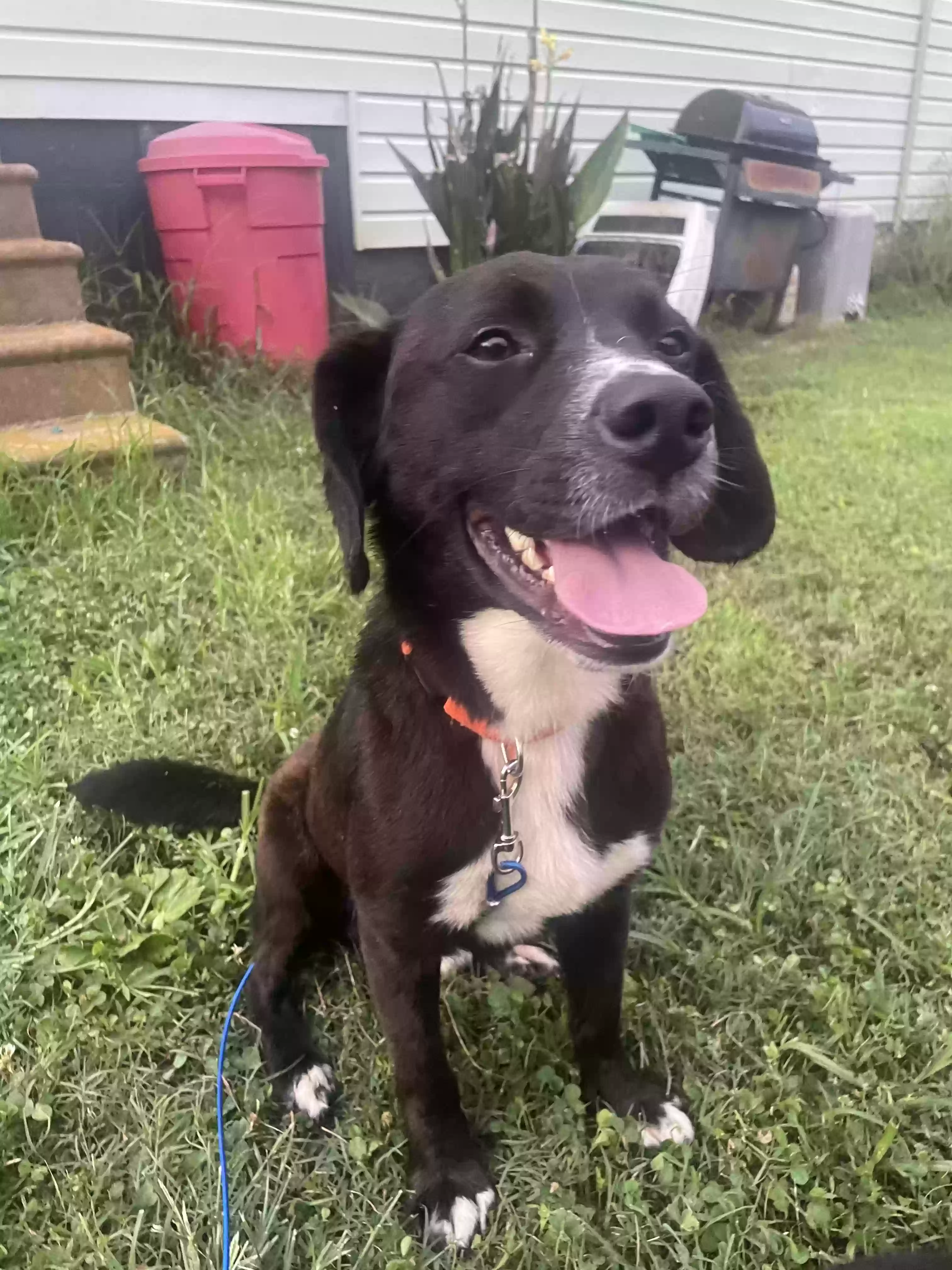 adoptable Dog in Anniston,AL named Todd