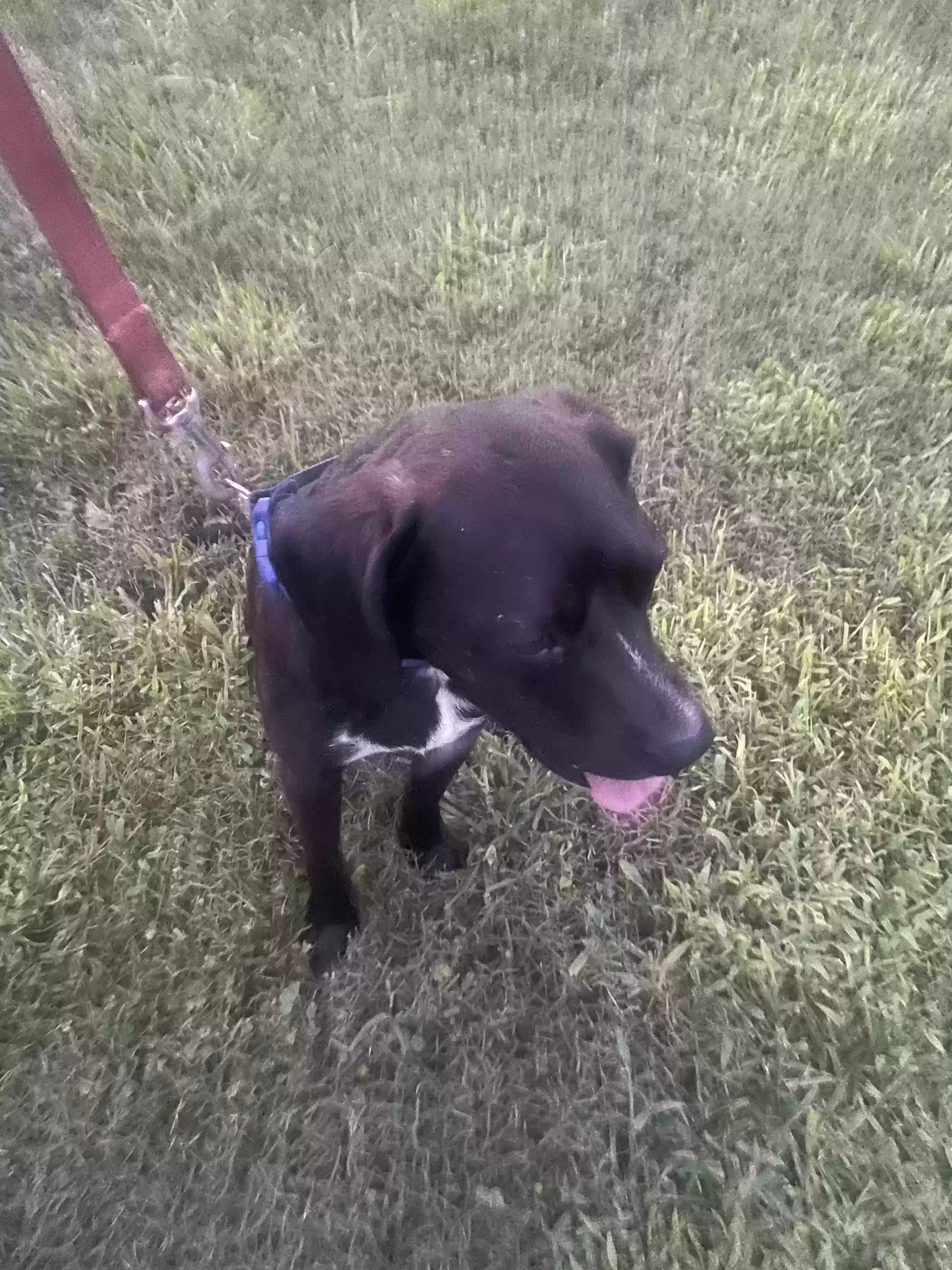 adoptable Dog in Anniston,AL named Rowland