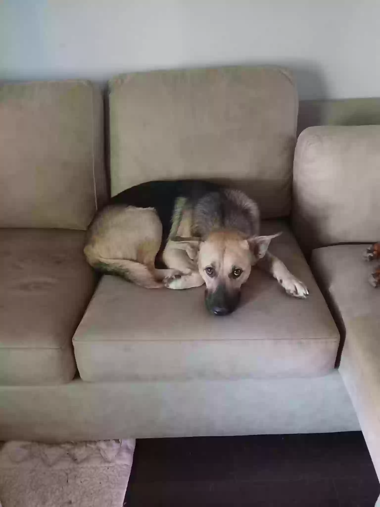 adoptable Dog in Spring,TX named Tucker