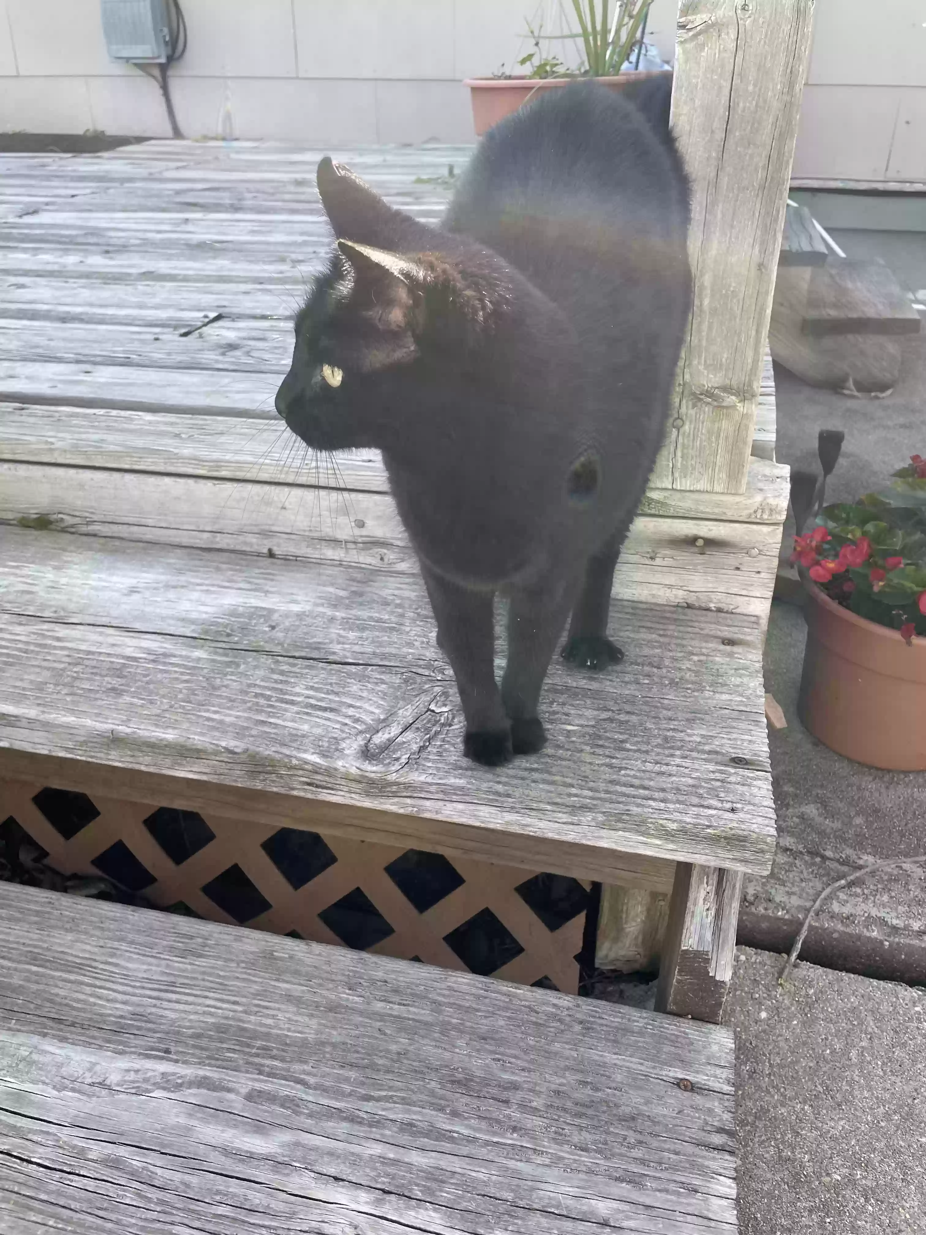 adoptable Cat in Mcpherson,KS named Inky