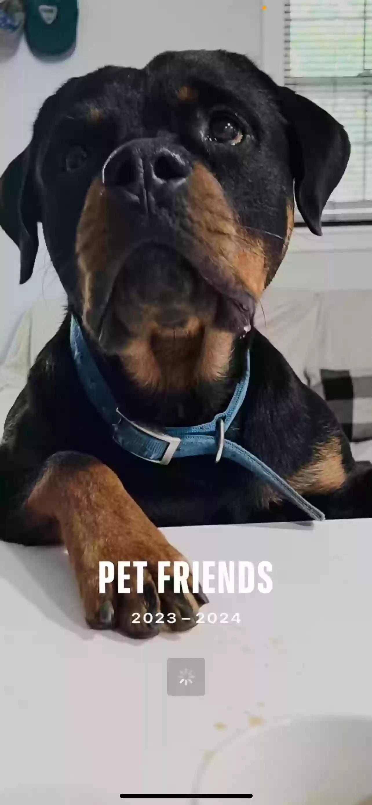 adoptable Dog in Bronson,FL named Boaz