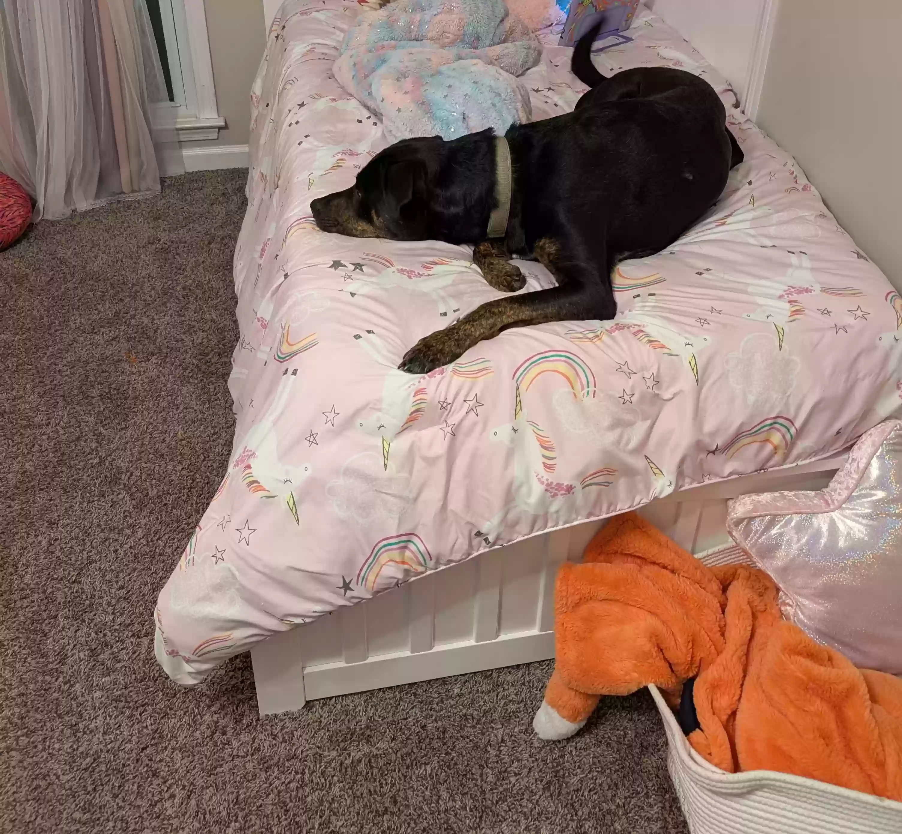 adoptable Dog in Canton,GA named Bennett