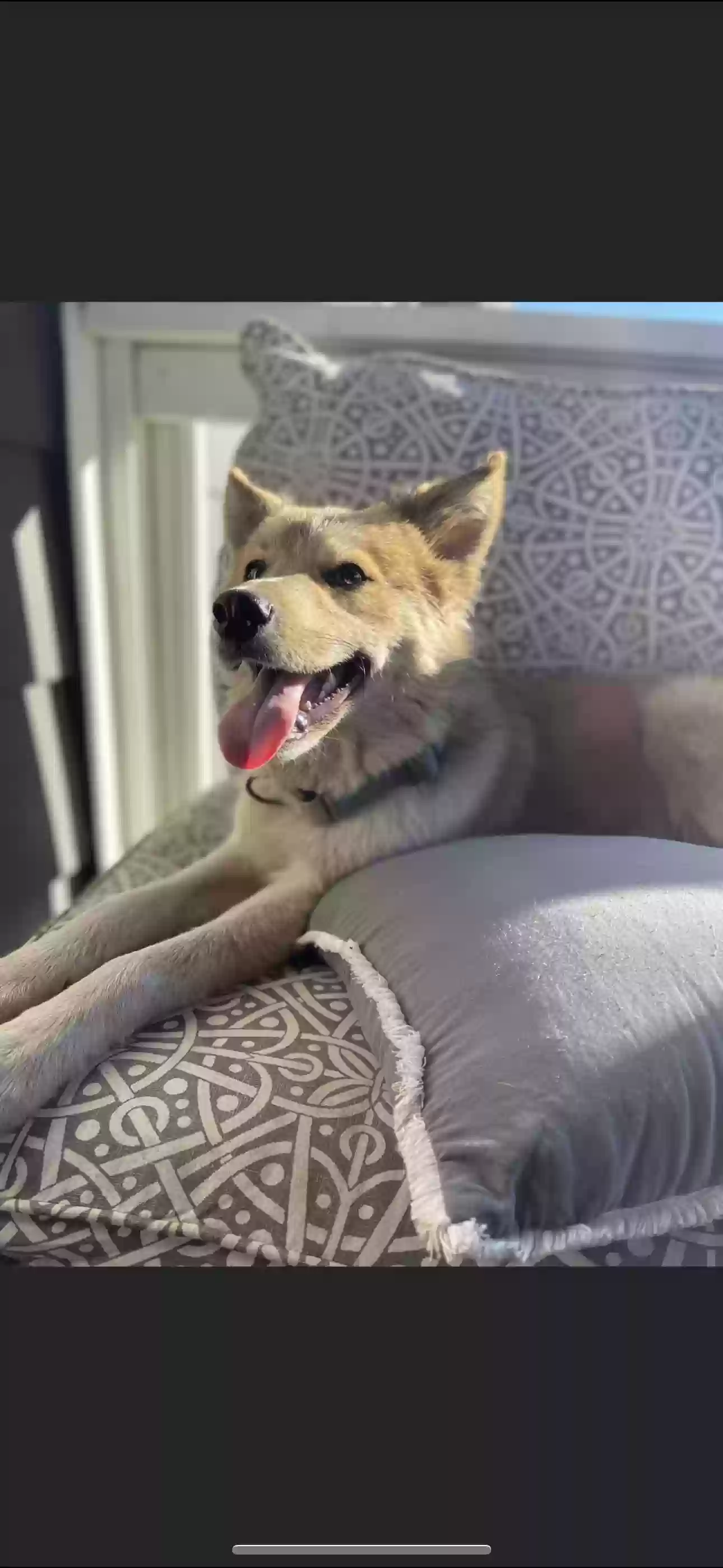 adoptable Dog in Vincent,AL named Cooper