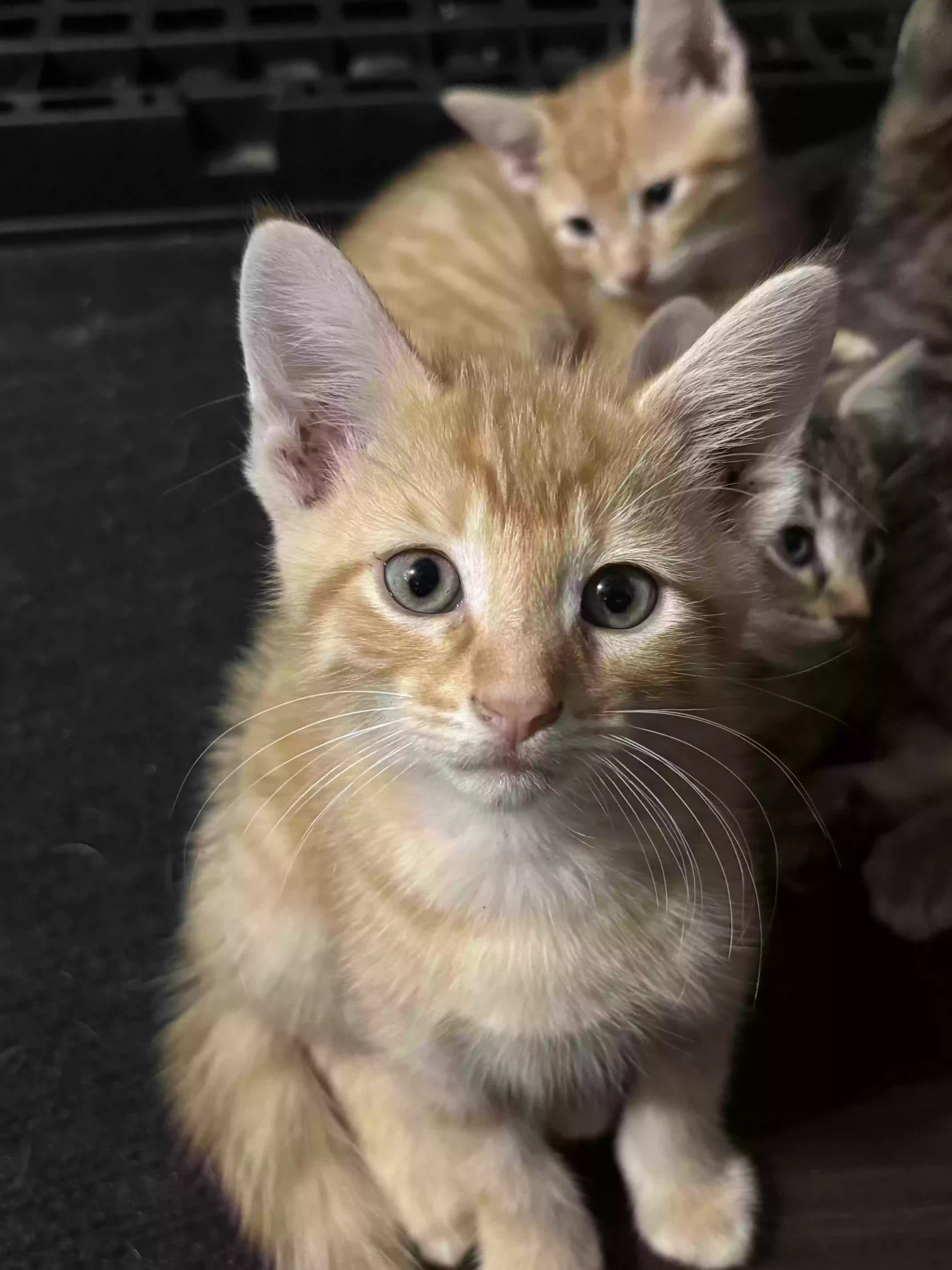 adoptable Cat in Bolingbrook,IL named Raymond