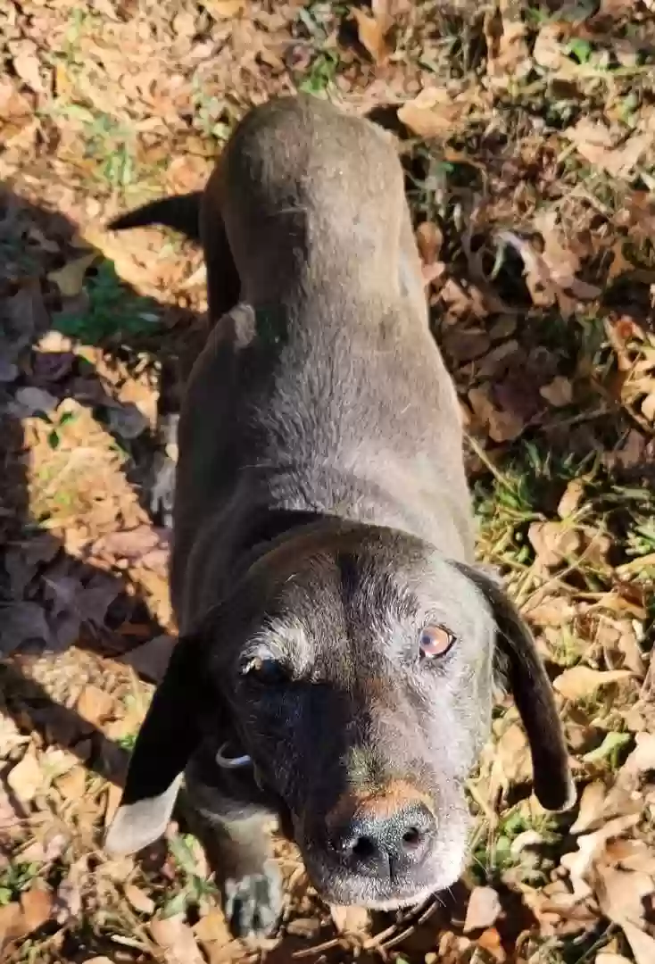 adoptable Dog in Mcdonough,GA named Tucker