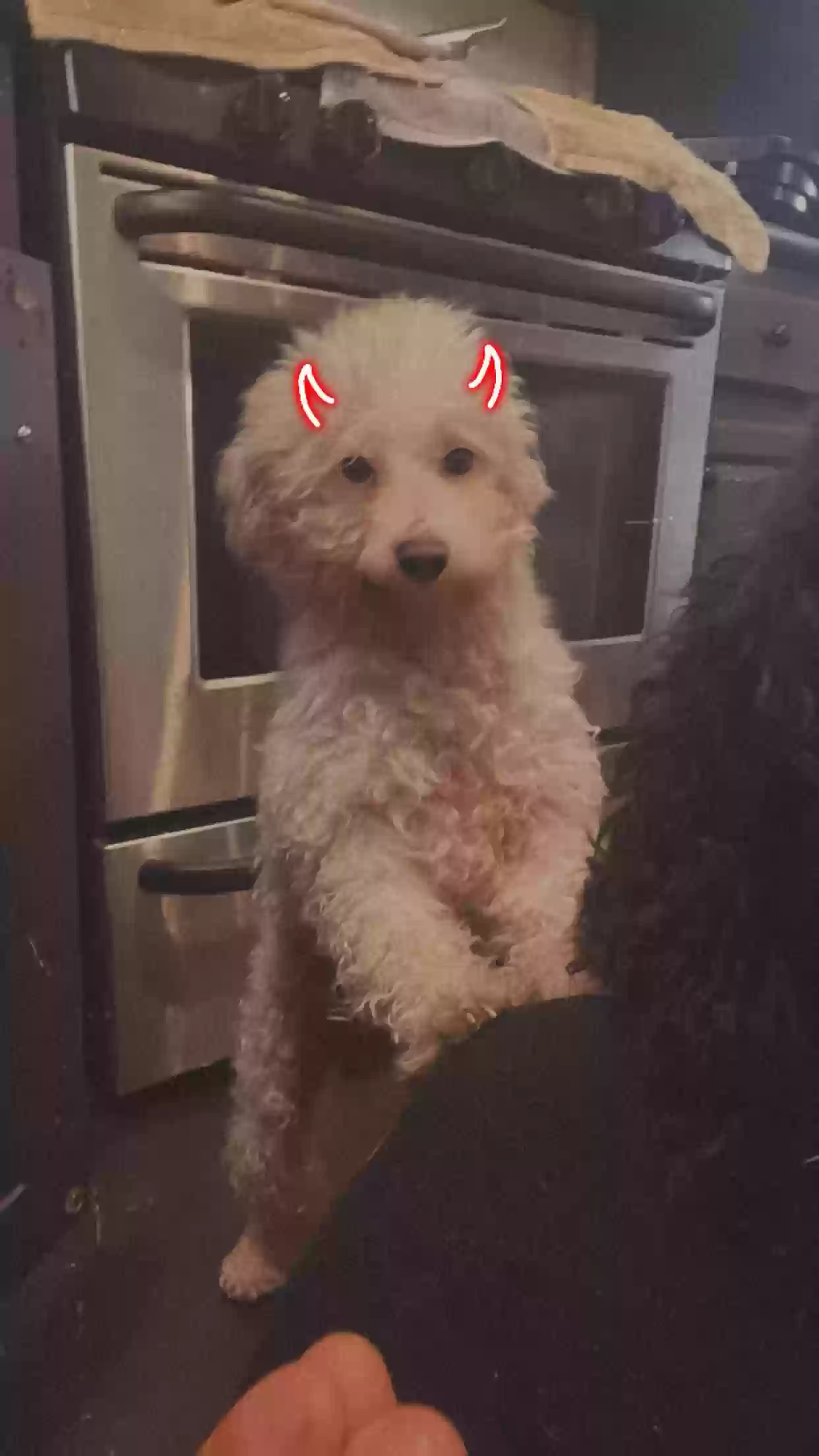 adoptable Dog in Bolingbrook,IL named Dusty