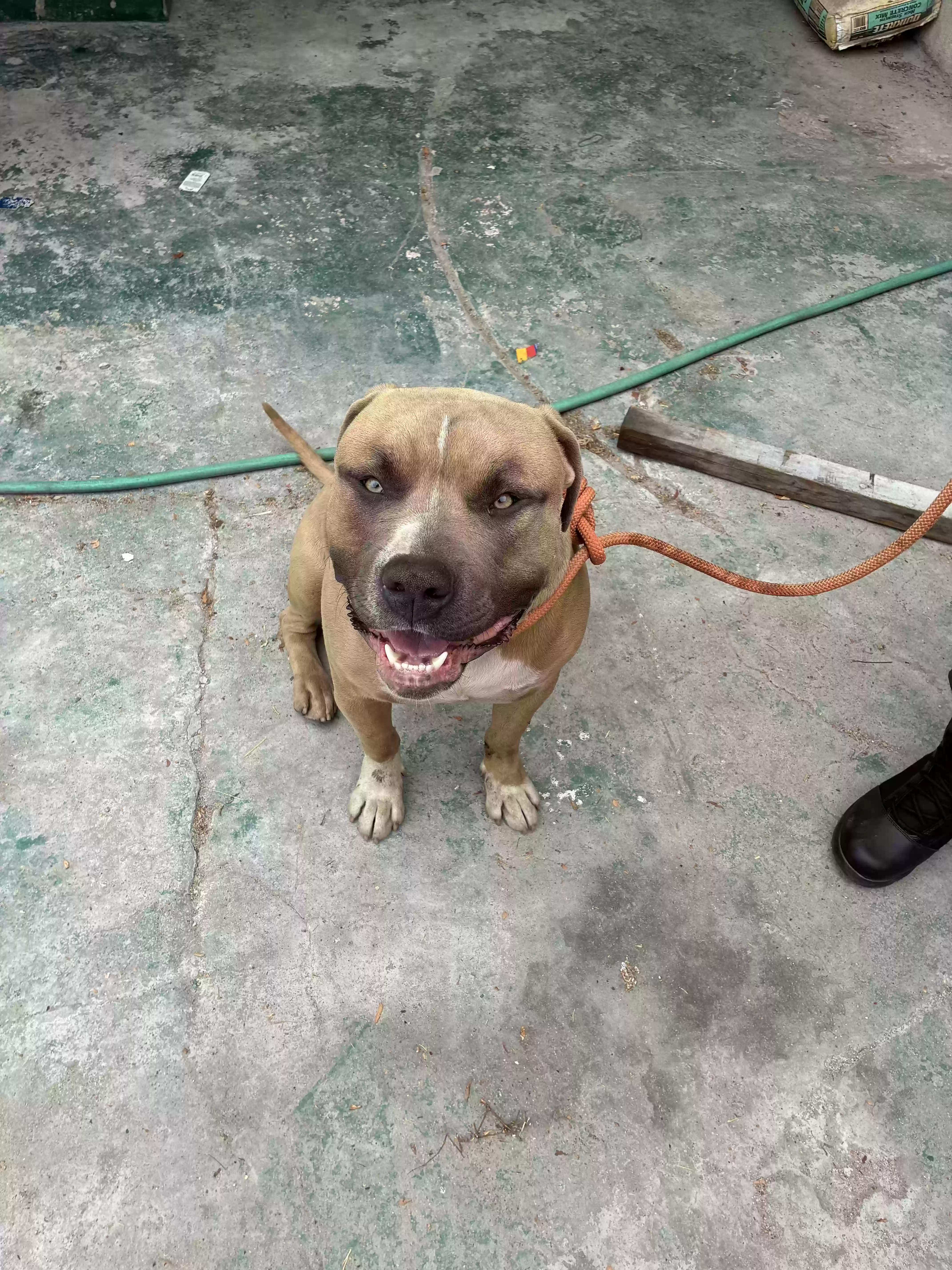adoptable Dog in San Pedro,CA named Cheddar