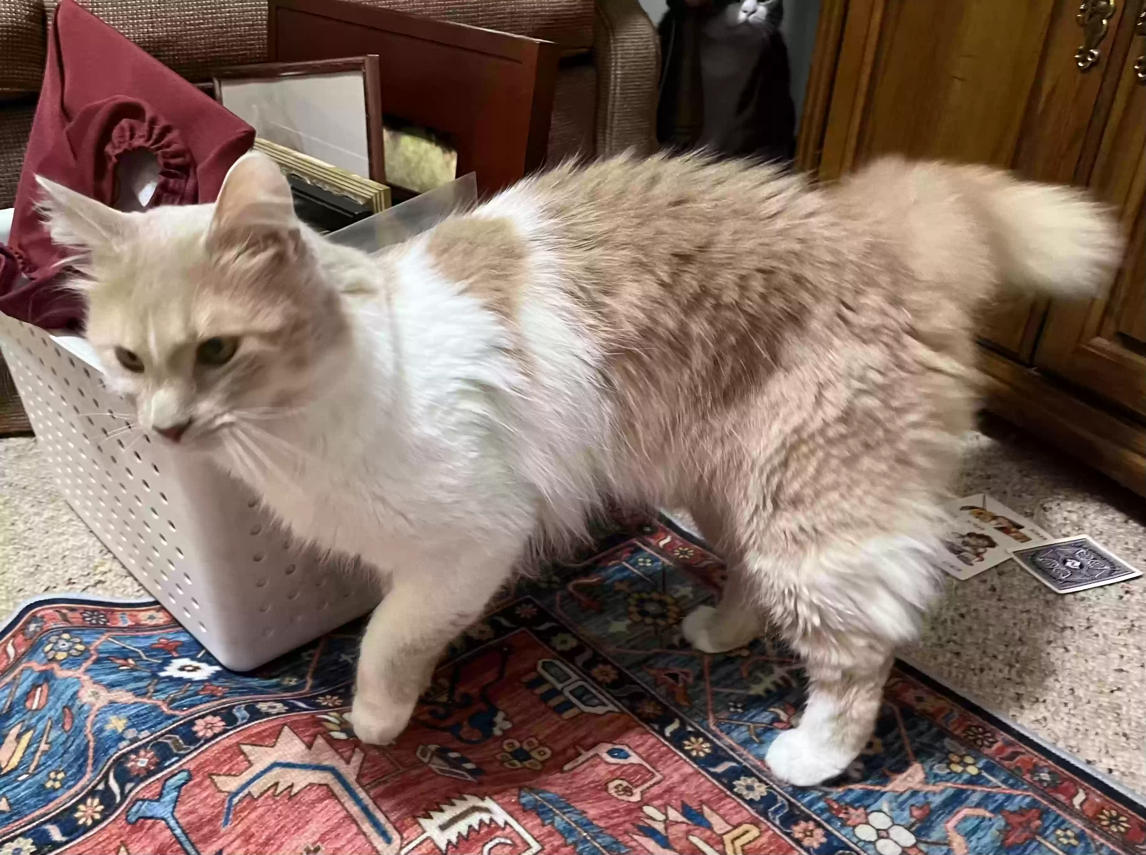 adoptable Cat in Mcdonough,GA named Loki
