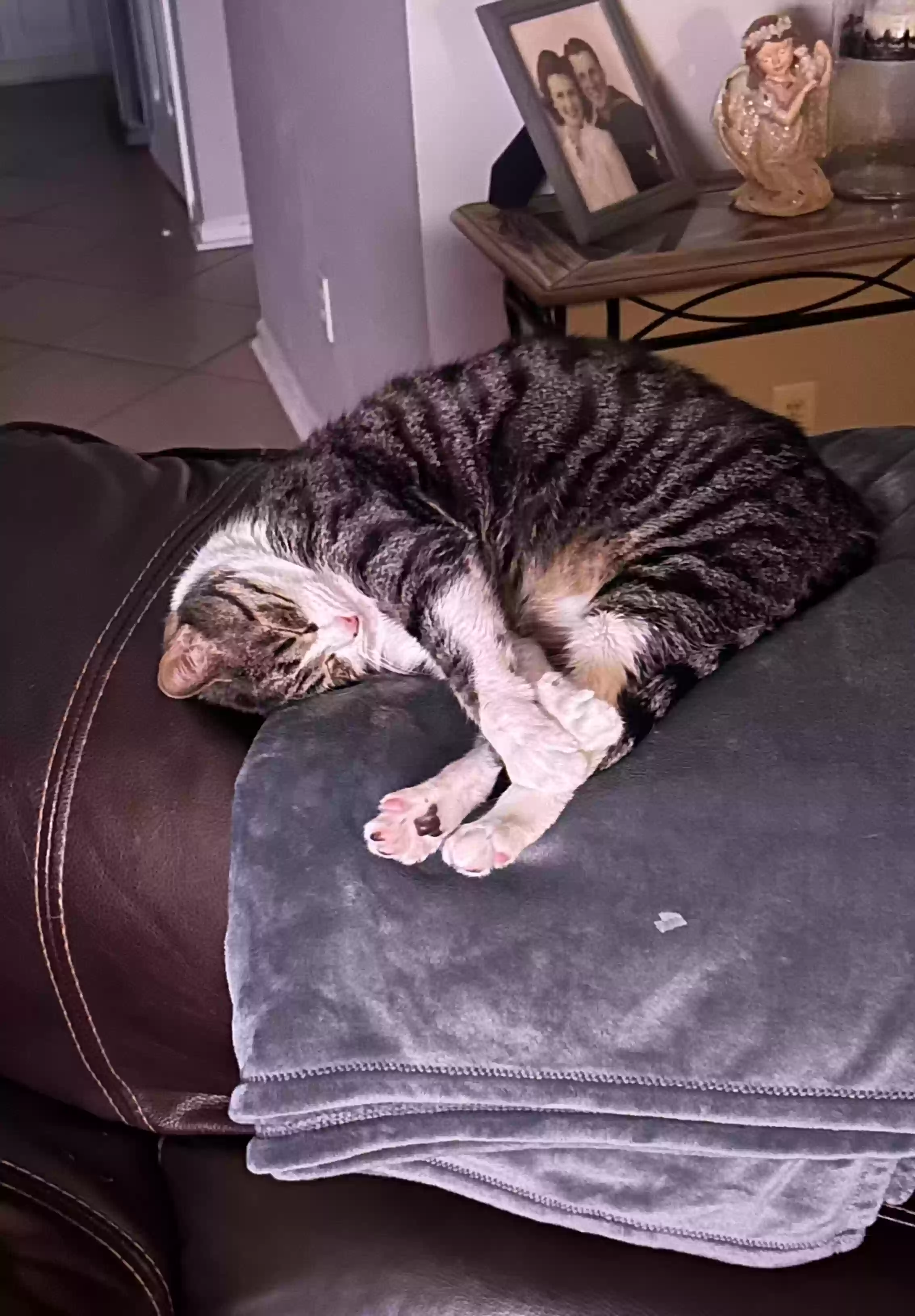 adoptable Cat in Buford,GA named 