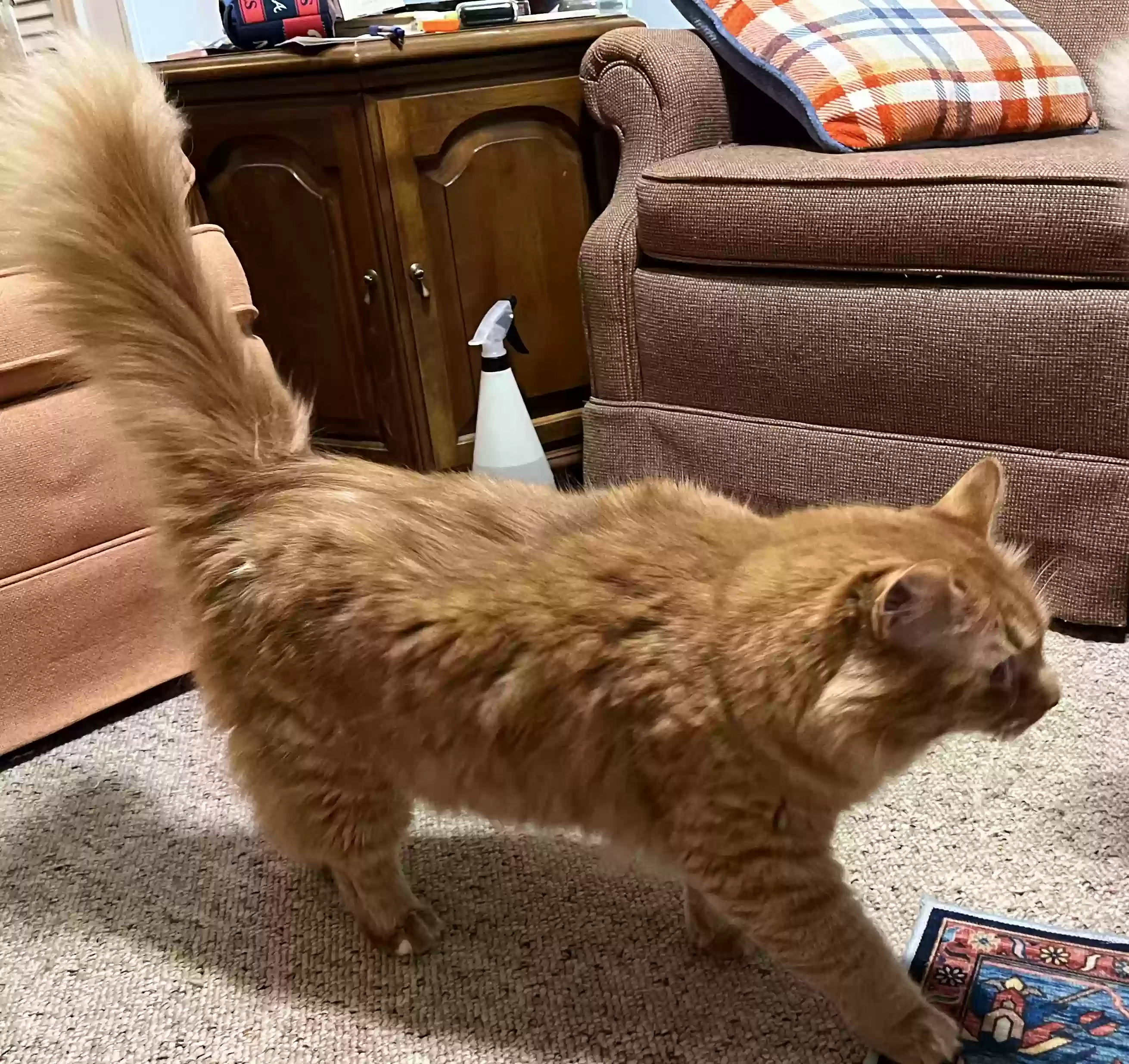 adoptable Cat in Mcdonough,GA named Buddy