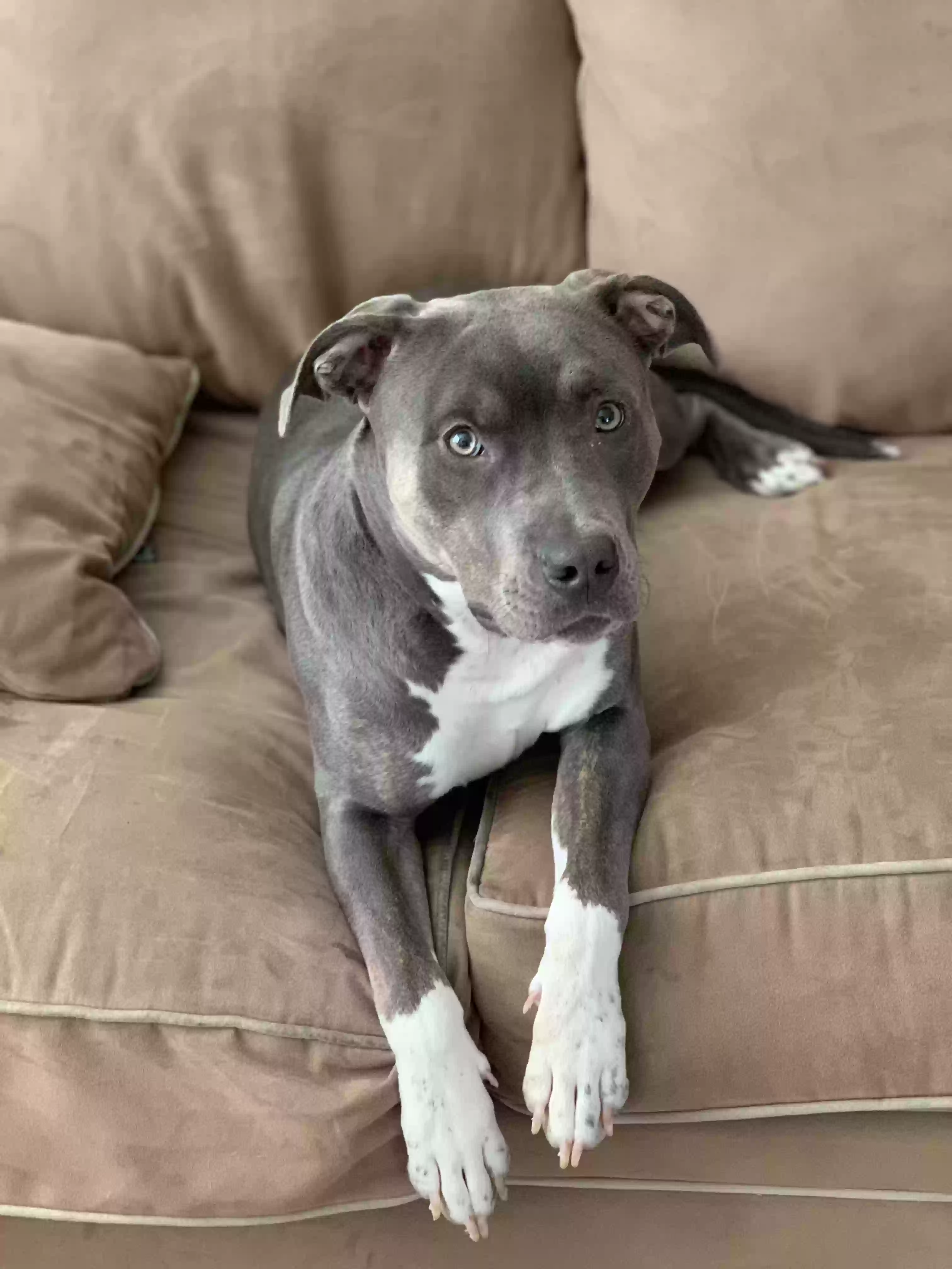 adoptable Dog in Rockmart,GA named Blanco