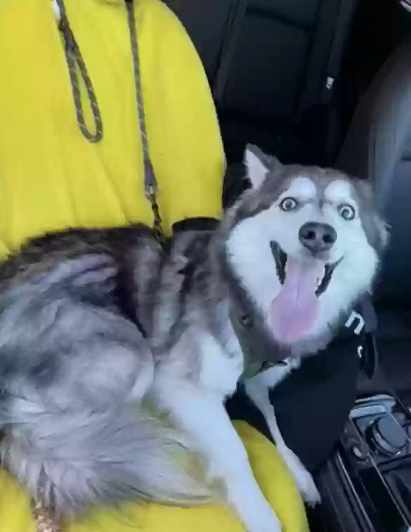 adoptable Dog in Auburn,GA named Lola