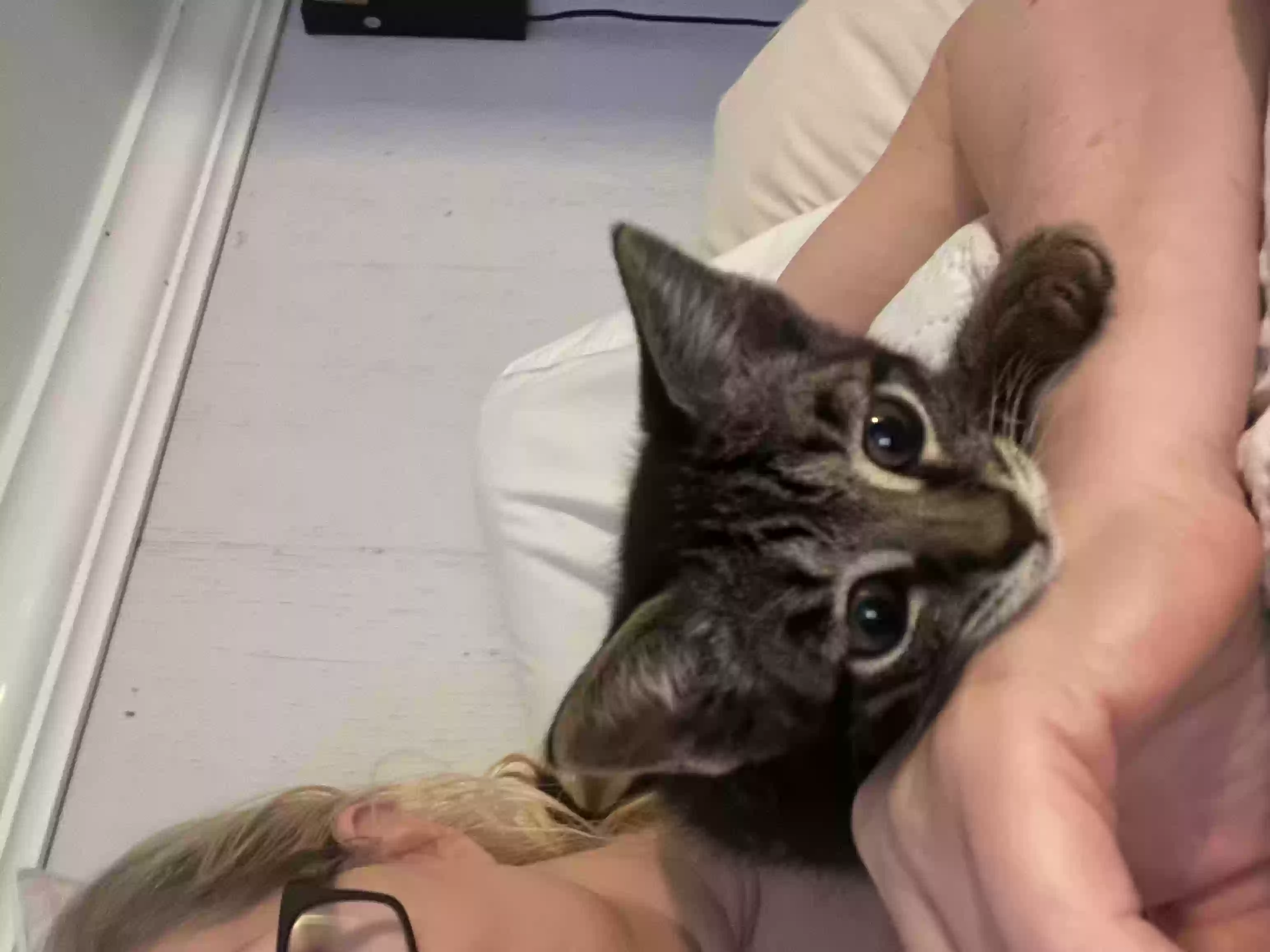 adoptable Cat in Niagara Falls,NY named Stray kitten dumped on my door