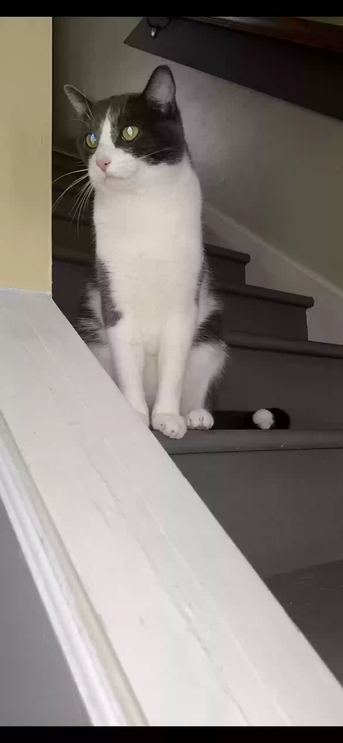 adoptable Cat in Flushing,MI named