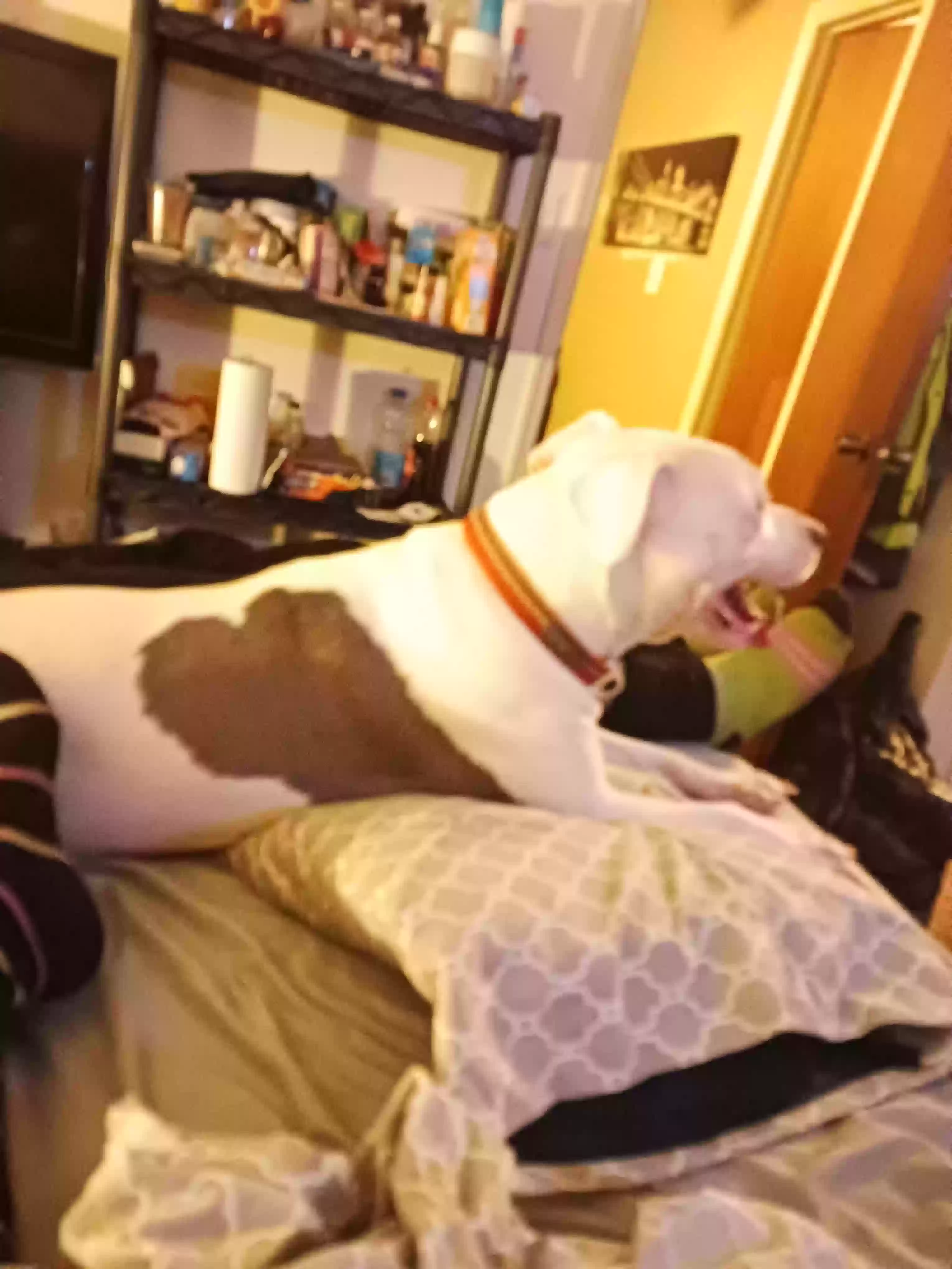adoptable Dog in Rex,GA named Queen