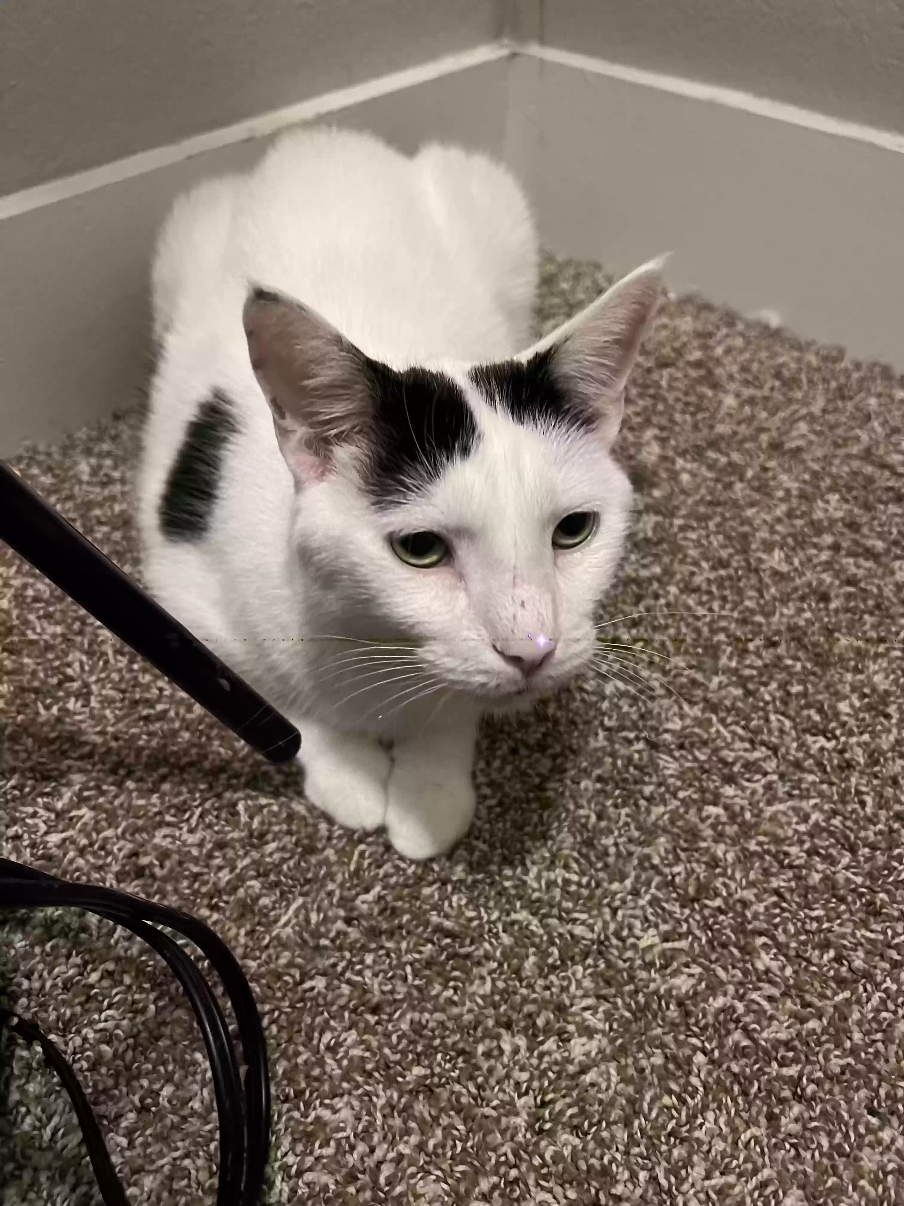 adoptable Cat in Des Moines,IA named Oliver