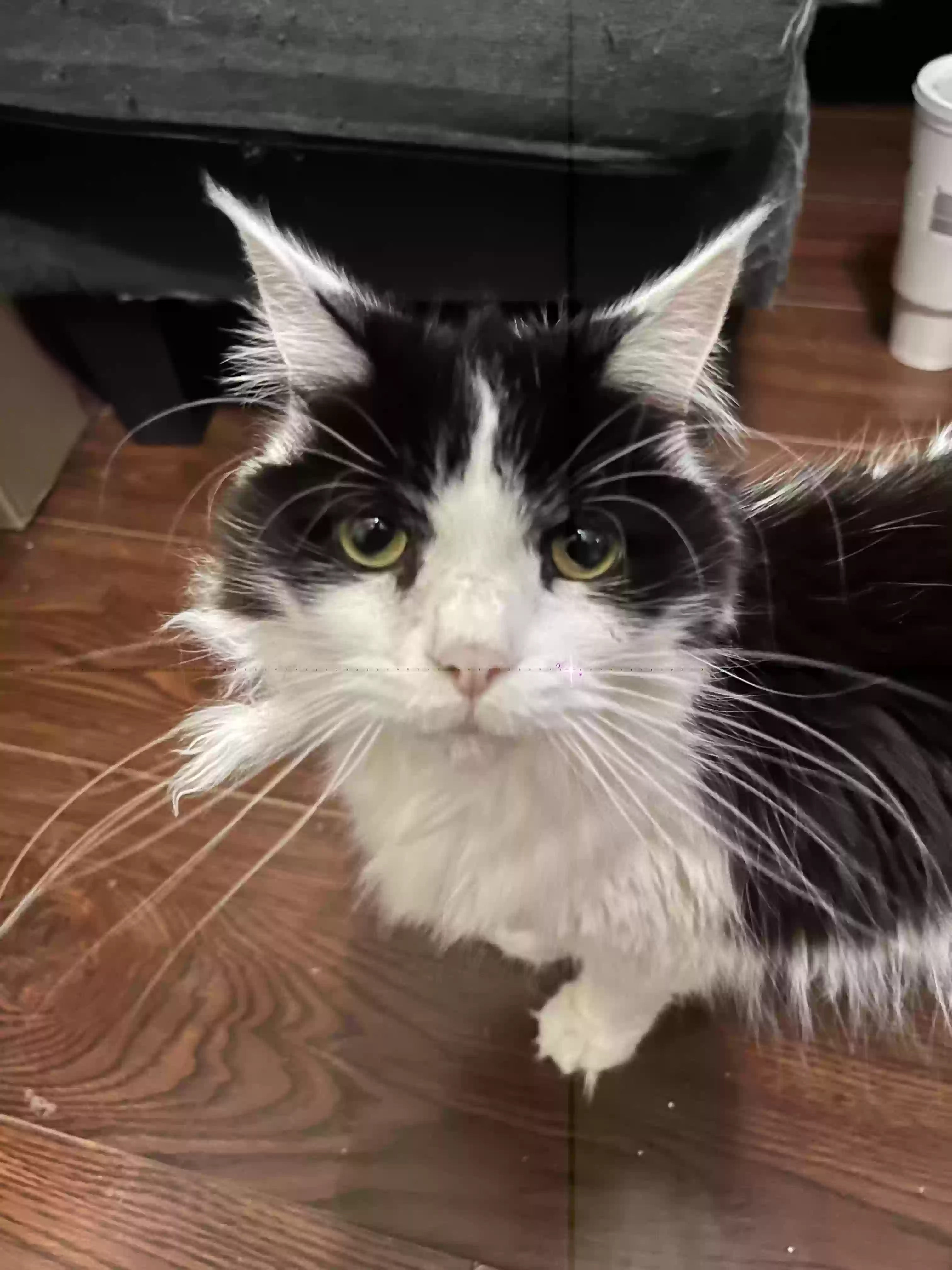 adoptable Cat in Des Moines,IA named Bandit