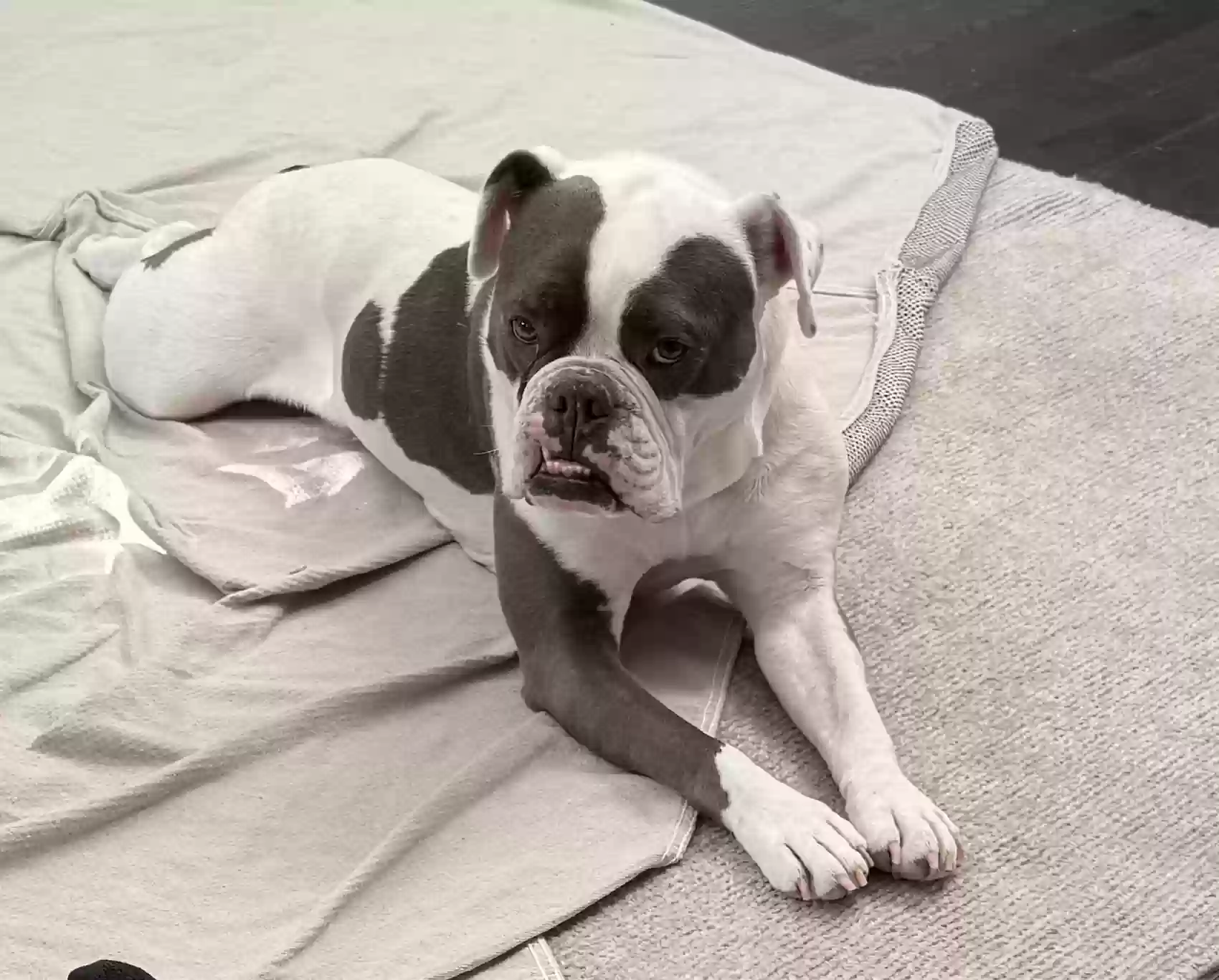 adoptable Dog in Forney,TX named Delo