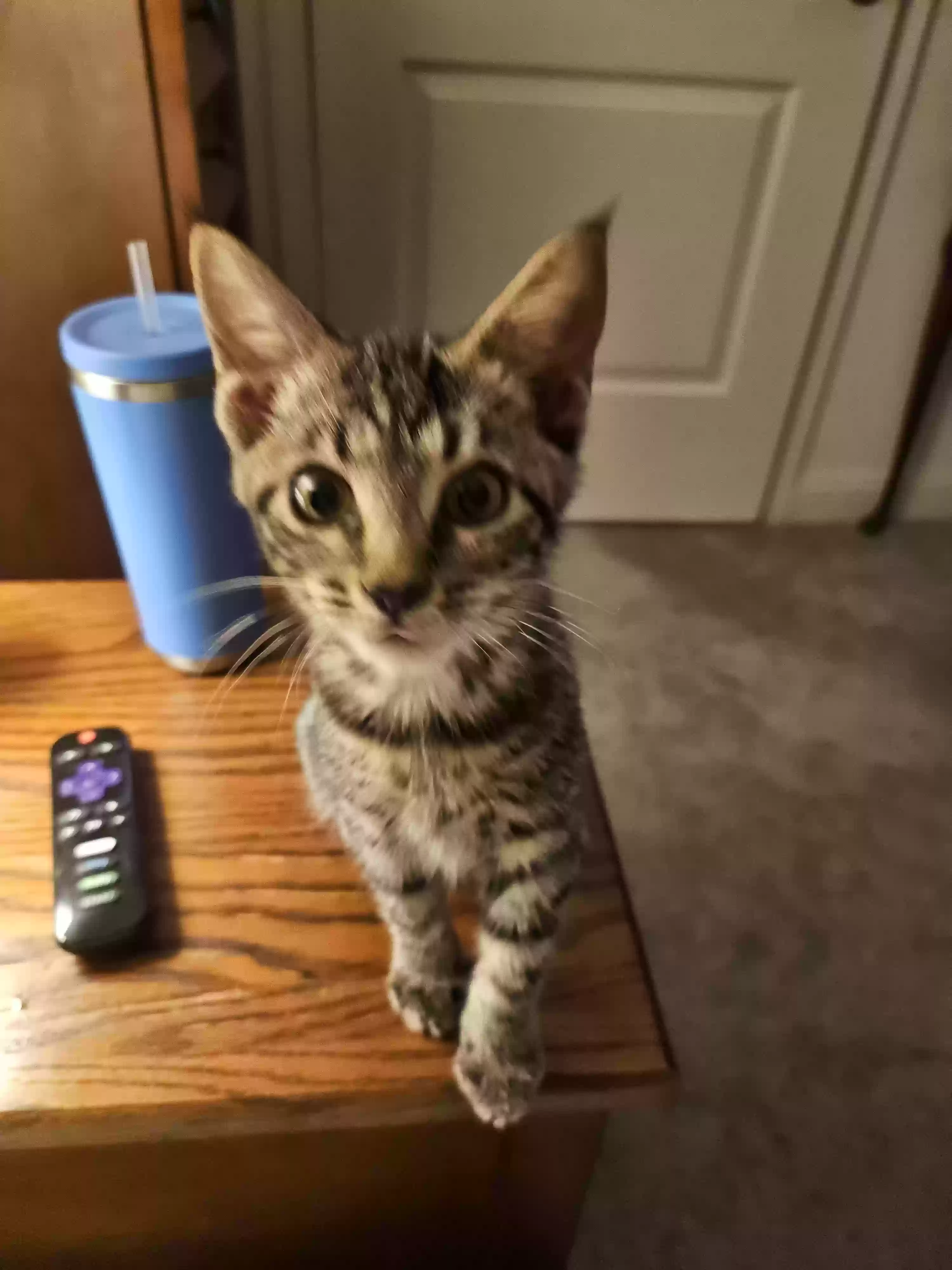 adoptable Cat in Cincinnati,OH named