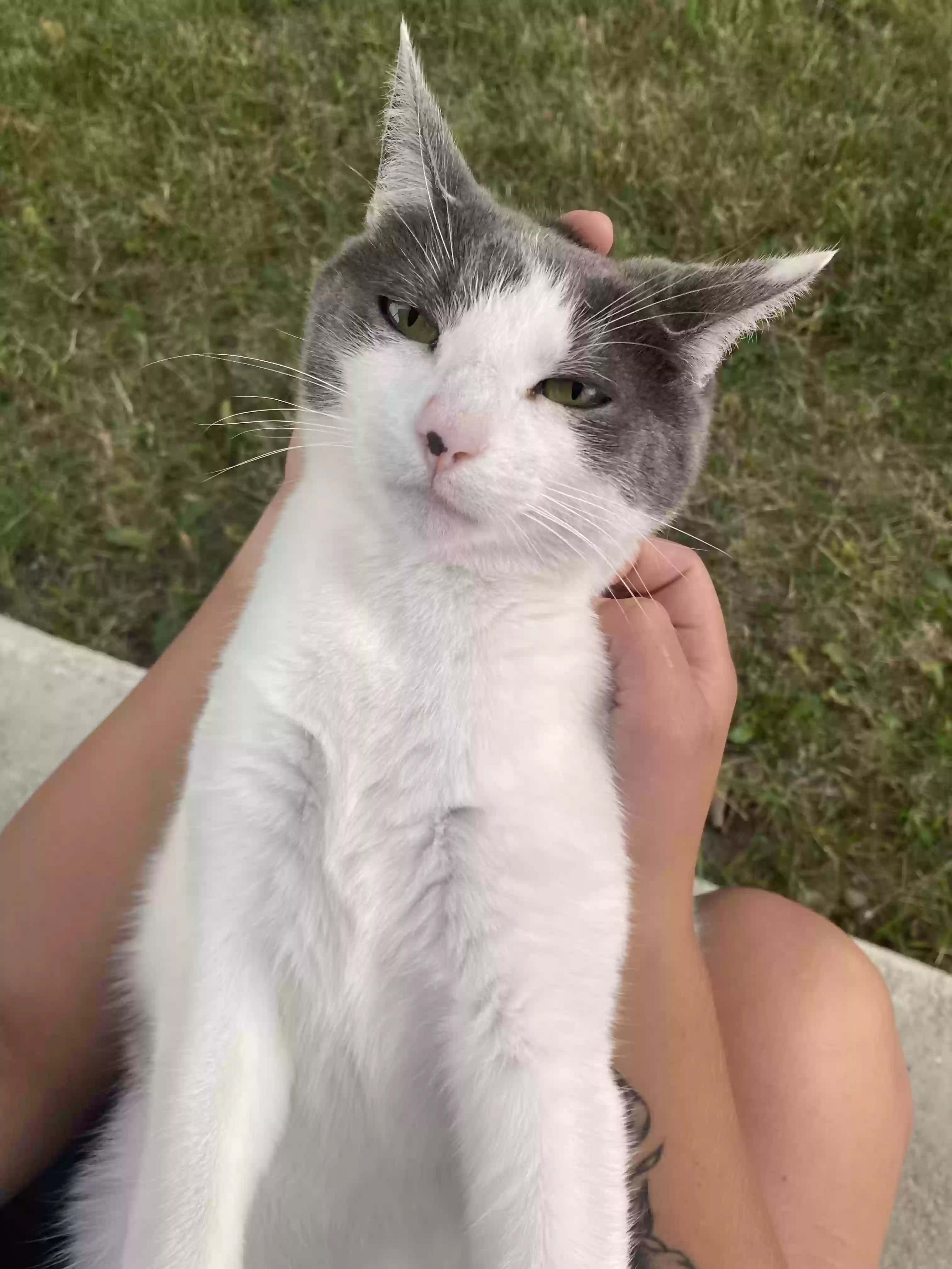 adoptable Cat in Middletown,OH named Josey