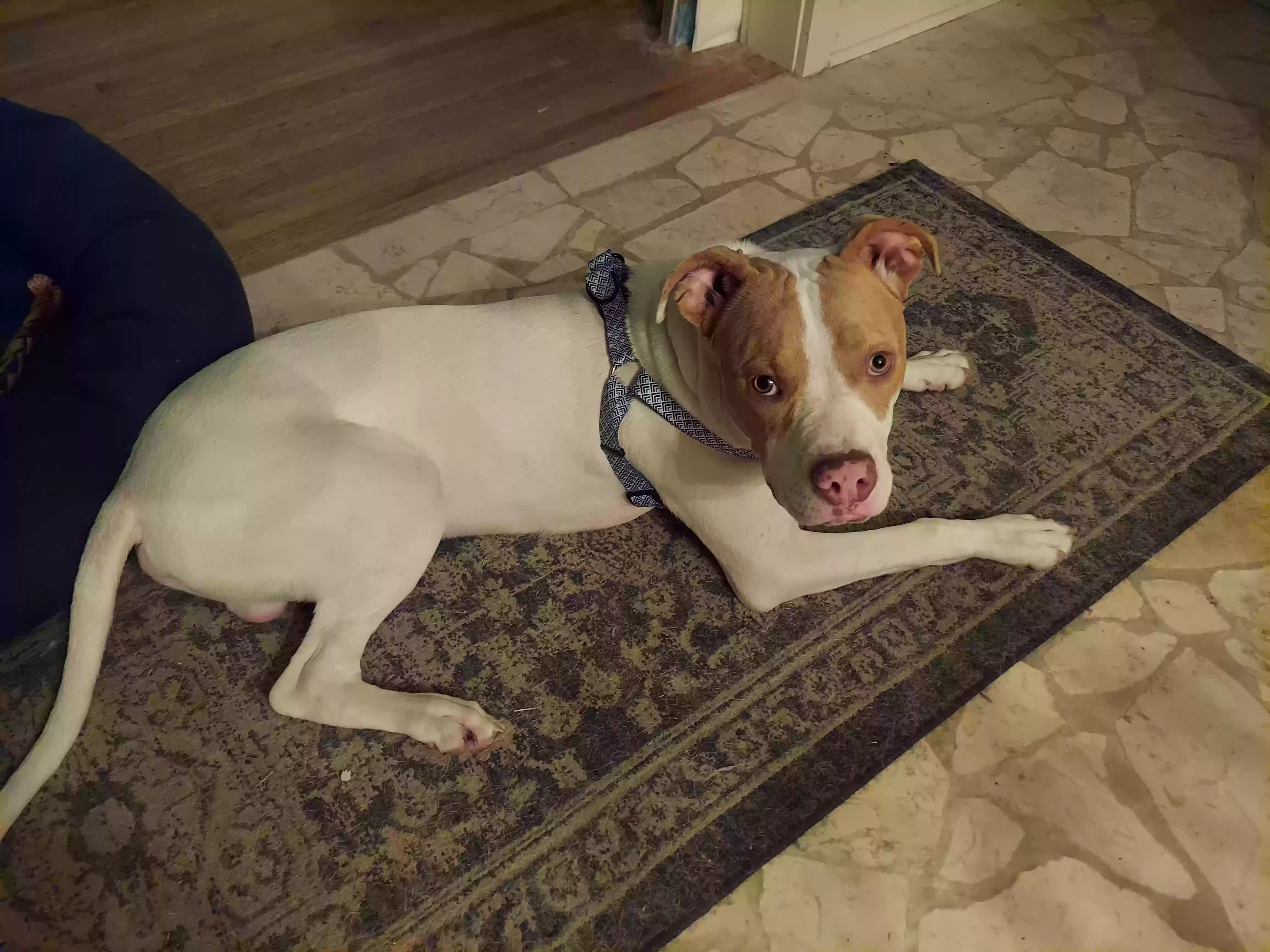 adoptable Dog in Memphis,TN named Wally