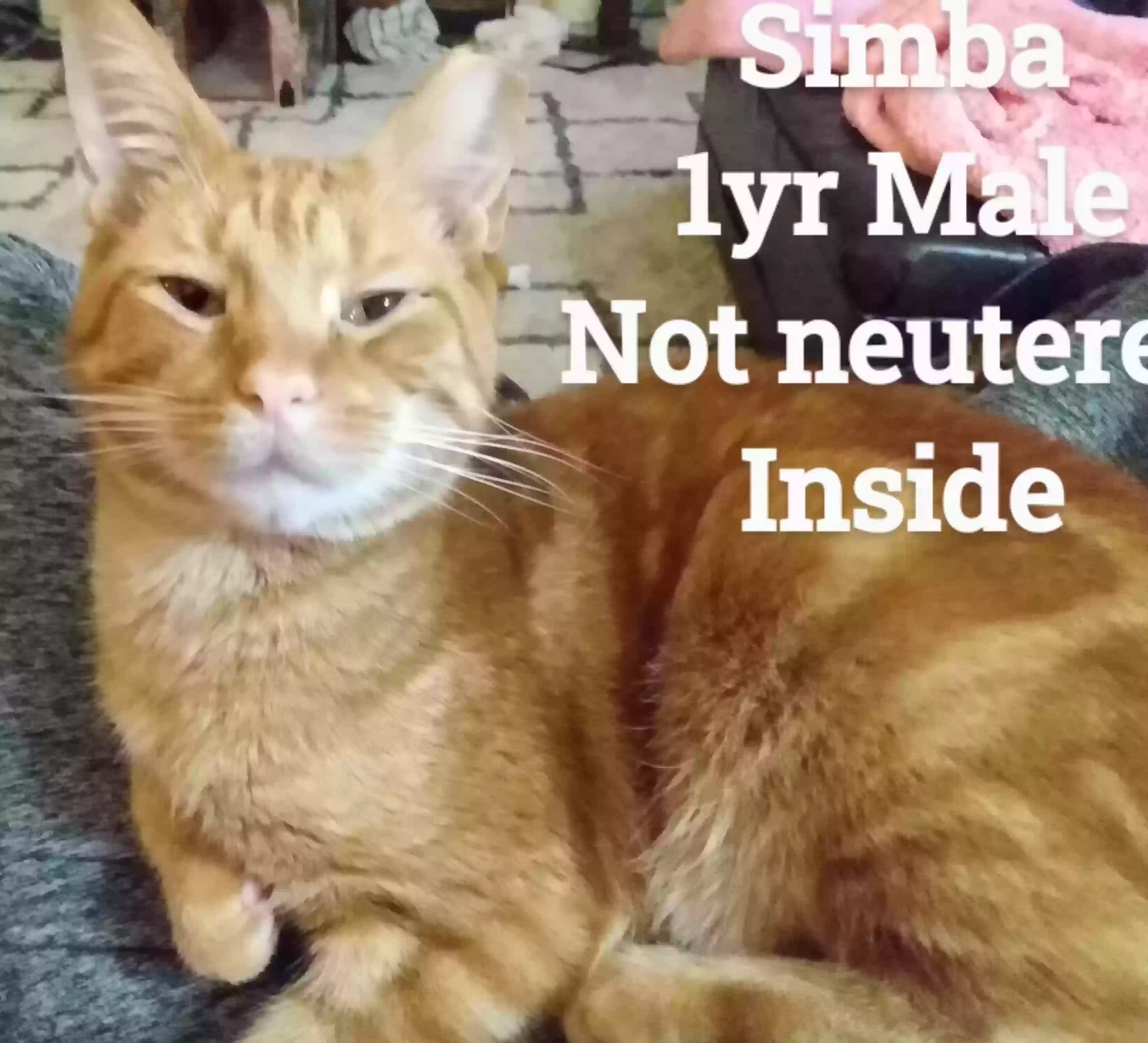 adoptable Cat in Birmingham,AL named Simba