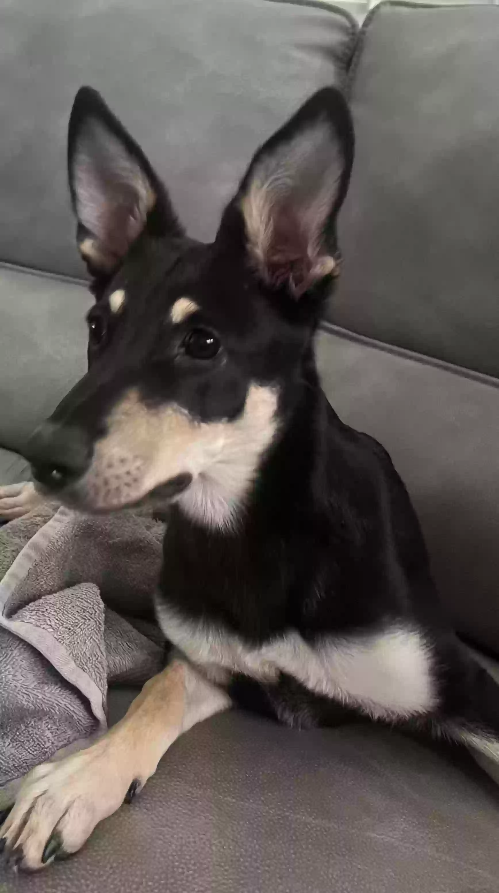 adoptable Dog in Queen Creek,AZ named Emma
