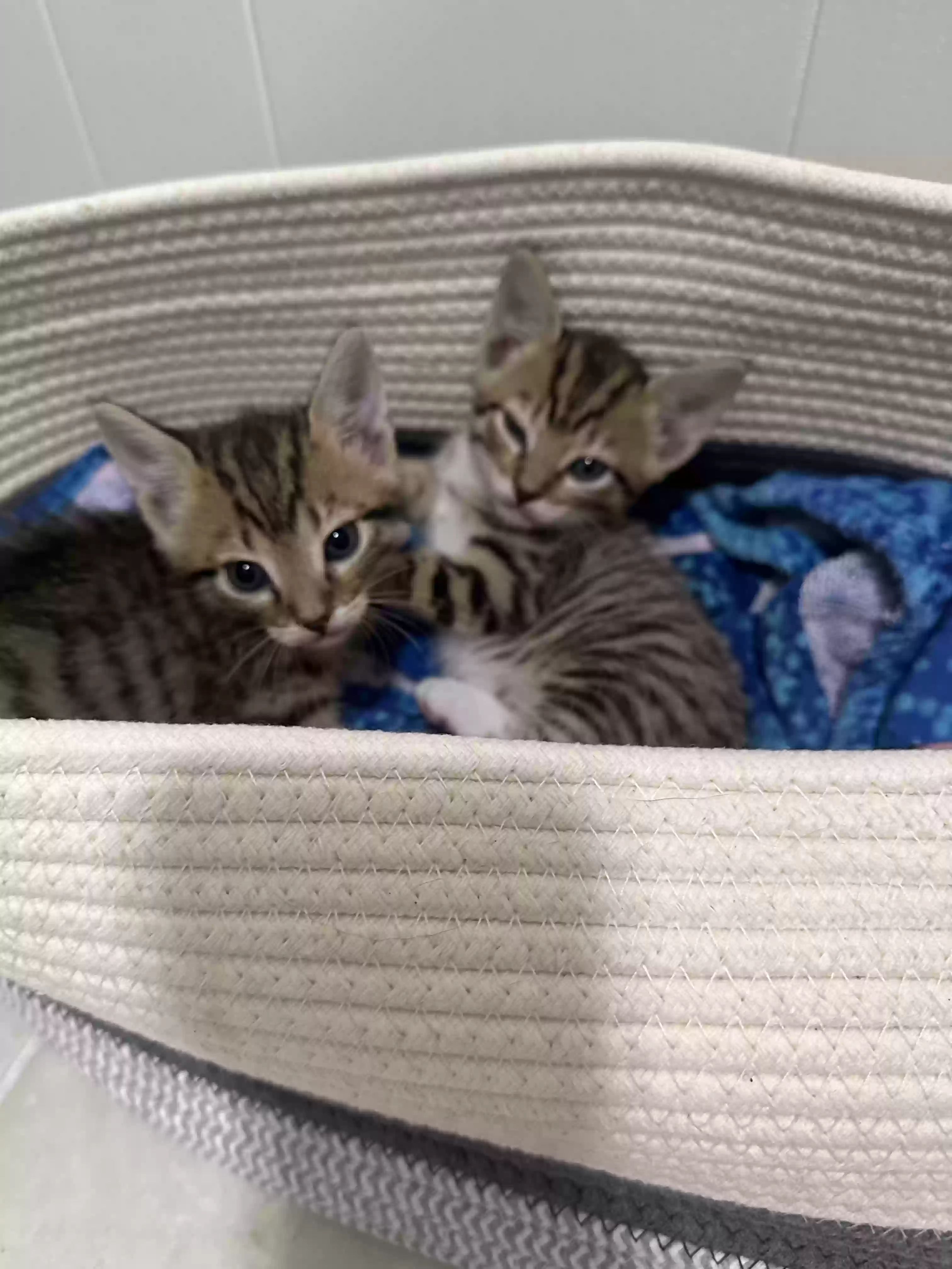 adoptable Cat in Lexington,NC named cricket