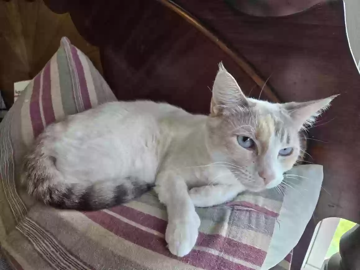 adoptable Cat in Ringgold,GA named Ducky
