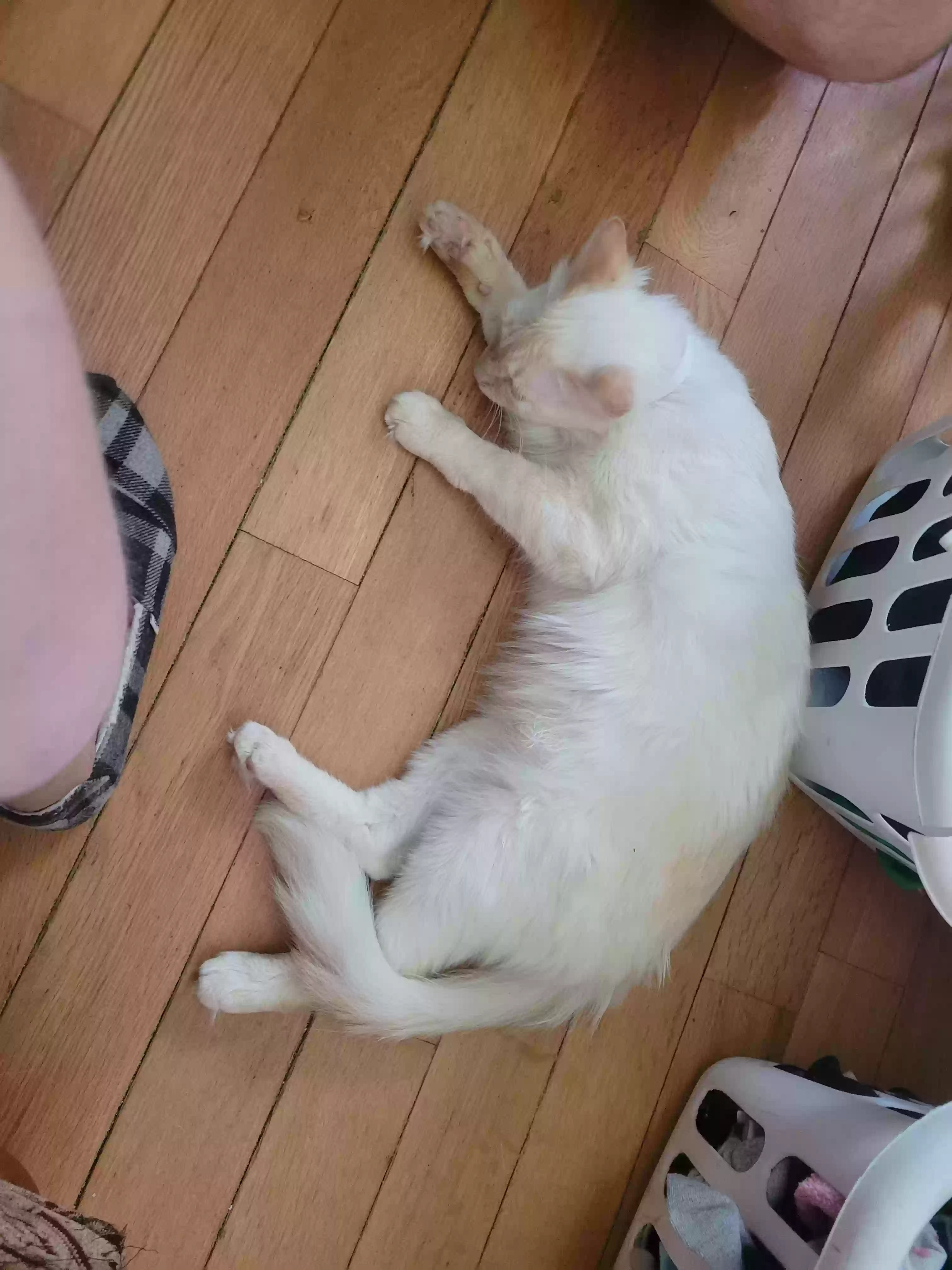 adoptable Cat in Ringgold,GA named Lutsy
