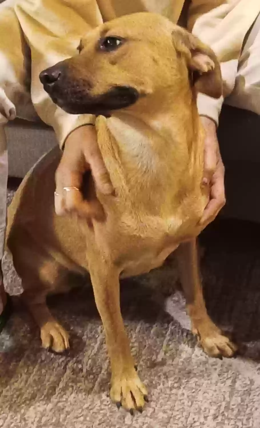adoptable Dog in Ponca City,OK named Baby