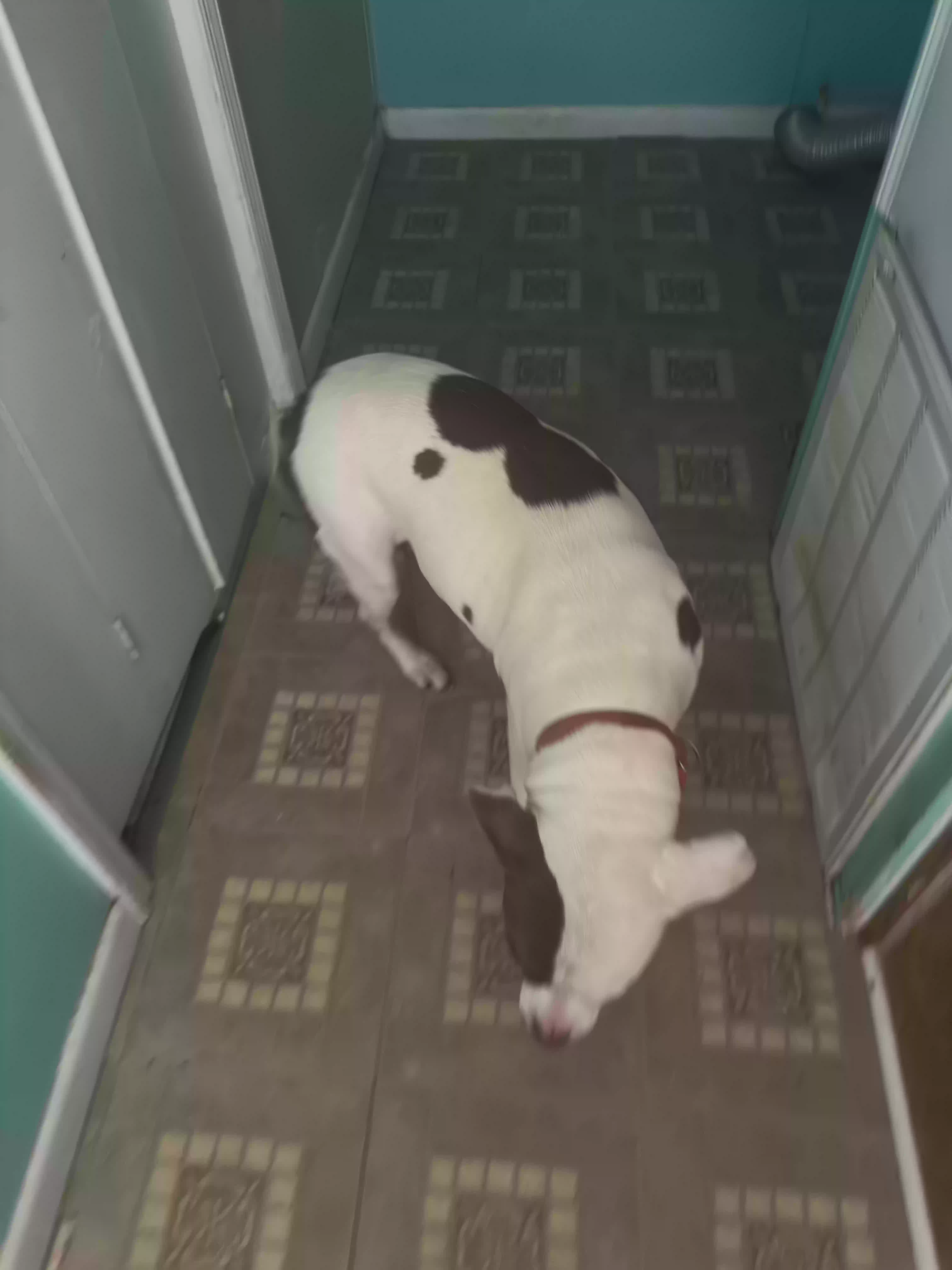 adoptable Dog in Hinesville,GA named princess