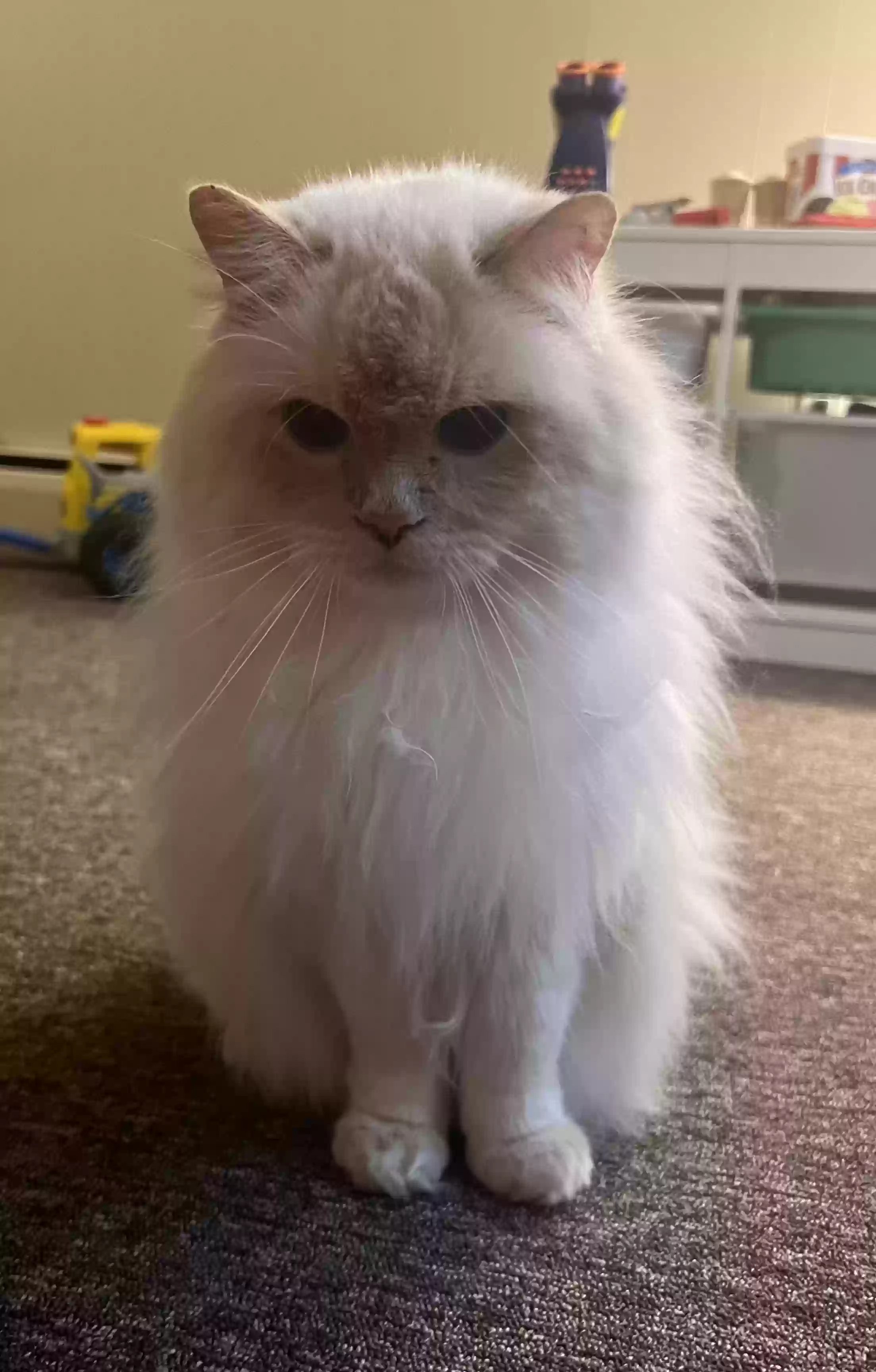 adoptable Cat in West Hartford,CT named Oliver