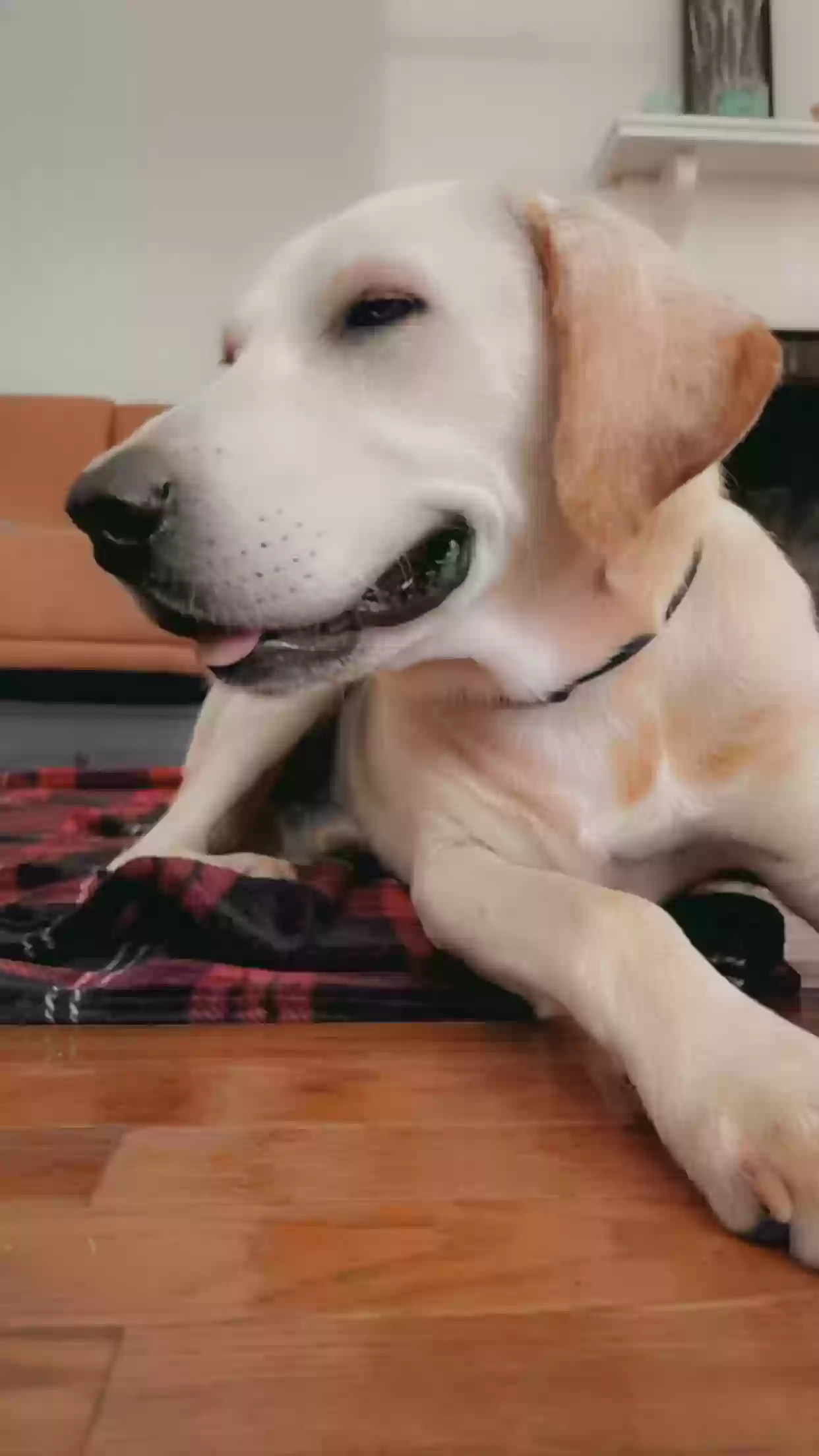 adoptable Dog in Anniston,AL named Bo
