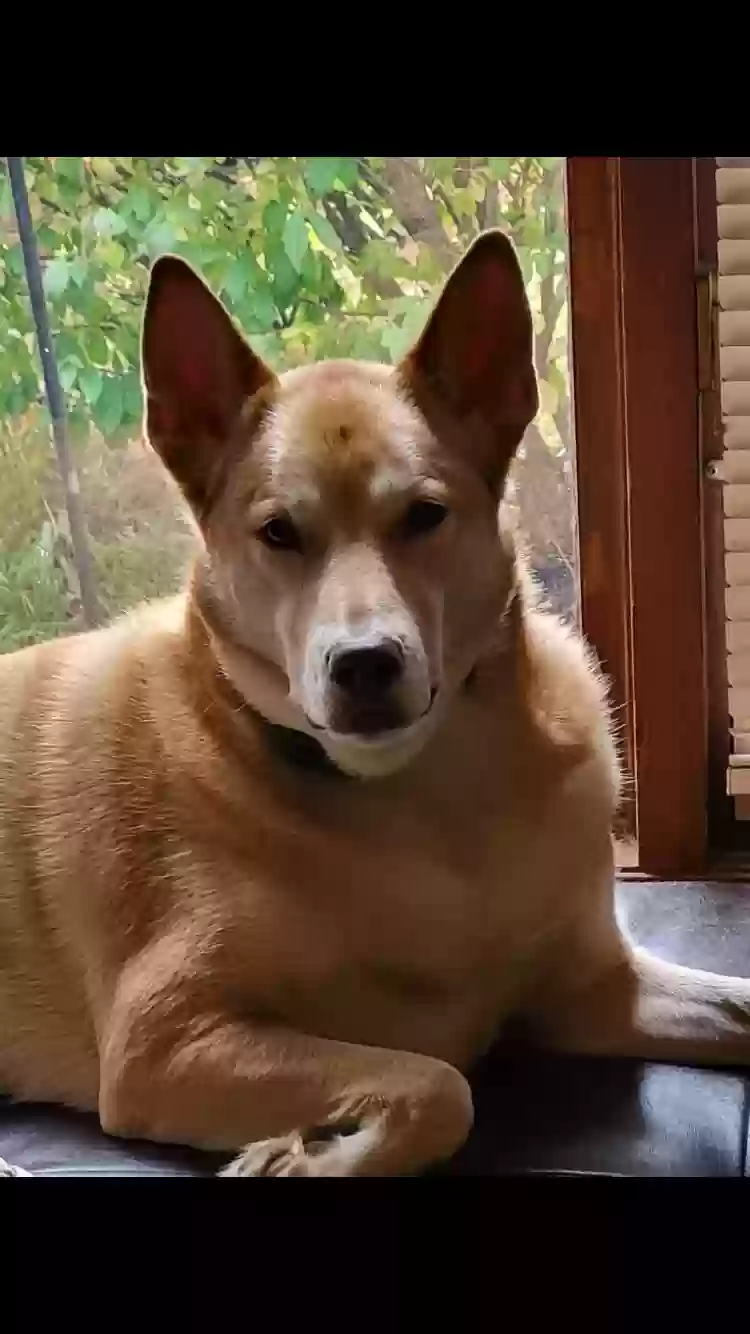 adoptable Dog in Grand Rapids,MI named 