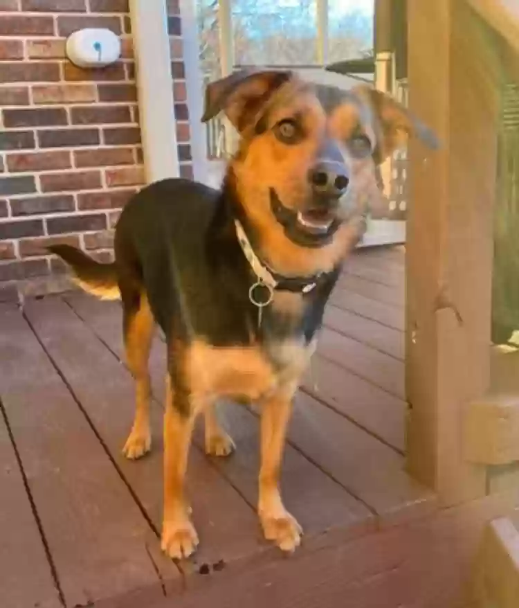 adoptable Dog in Chattanooga,TN named Maggie