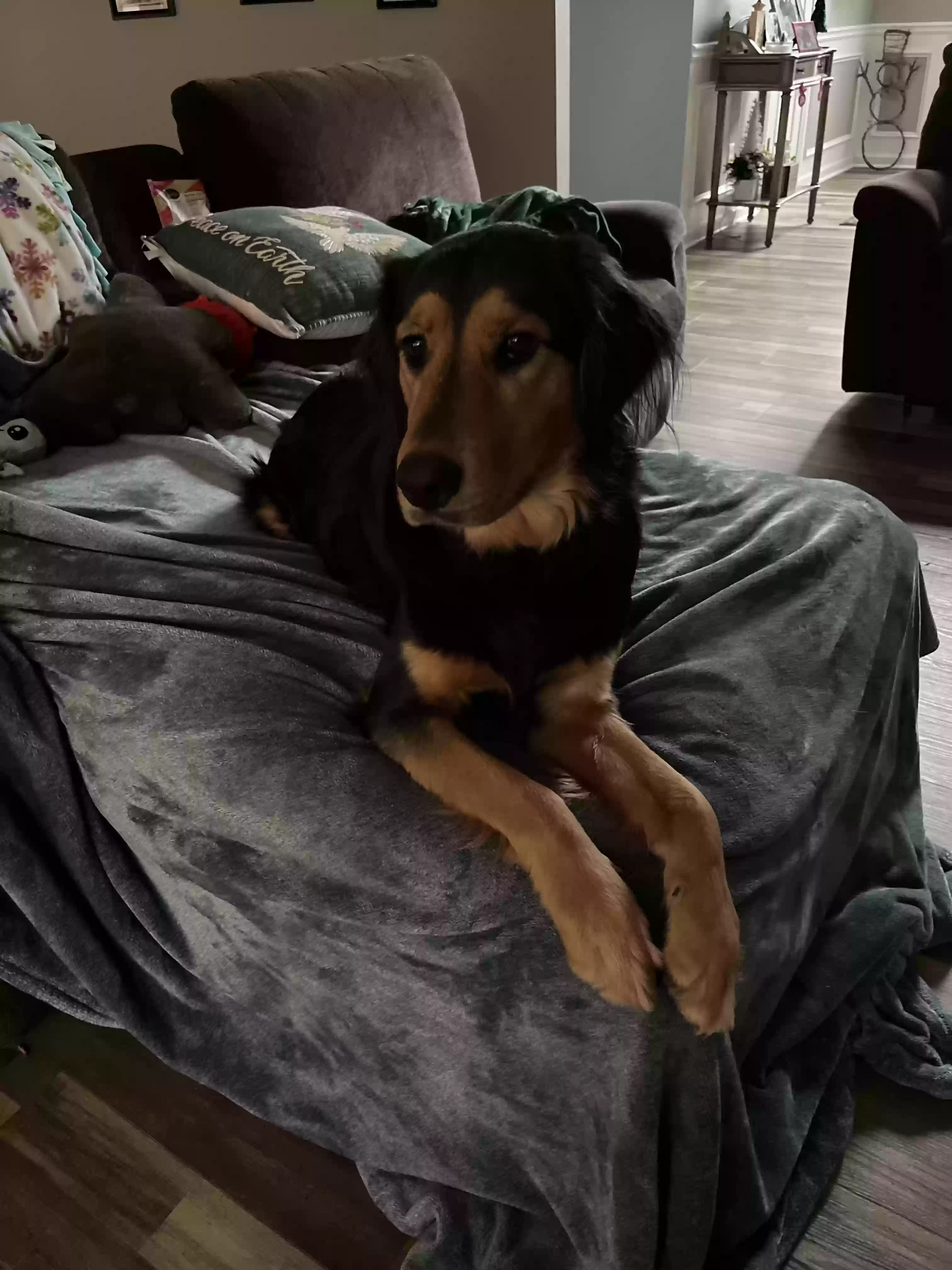adoptable Dog in Villa Rica,GA named Smokey