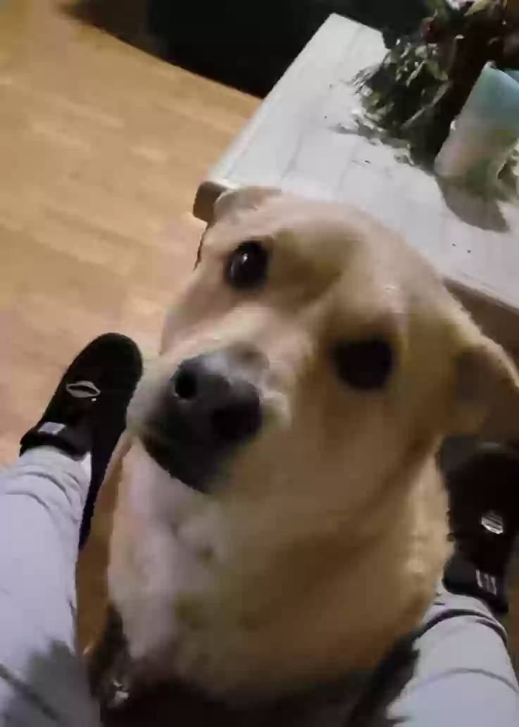 adoptable Dog in Saint Pauls,NC named Bella