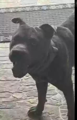 adoptable Dog in Oklahoma City,OK named steel